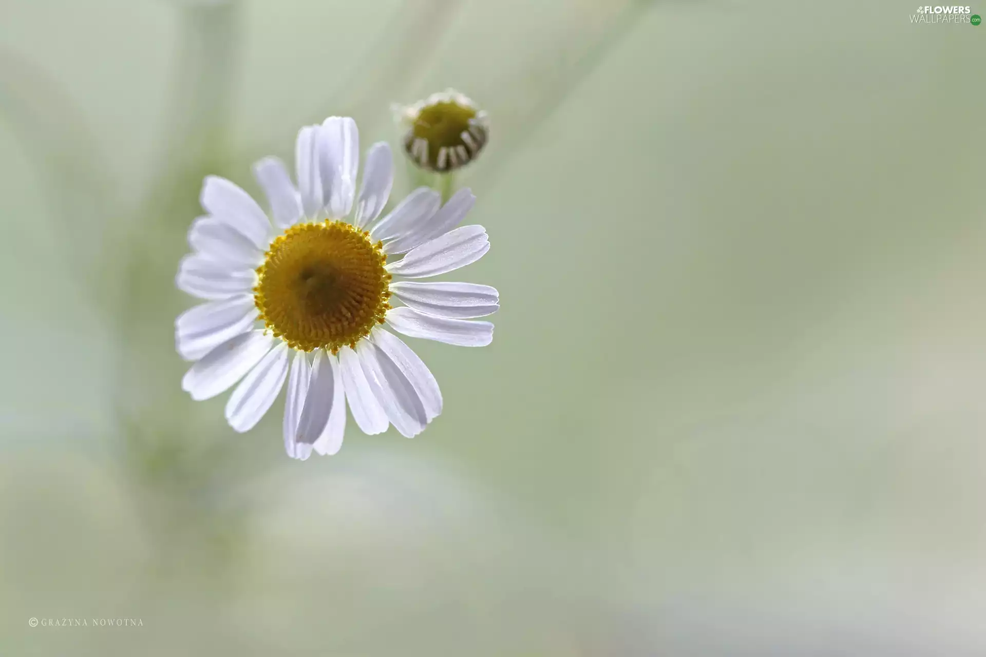 Colourfull Flowers, chamomile, White