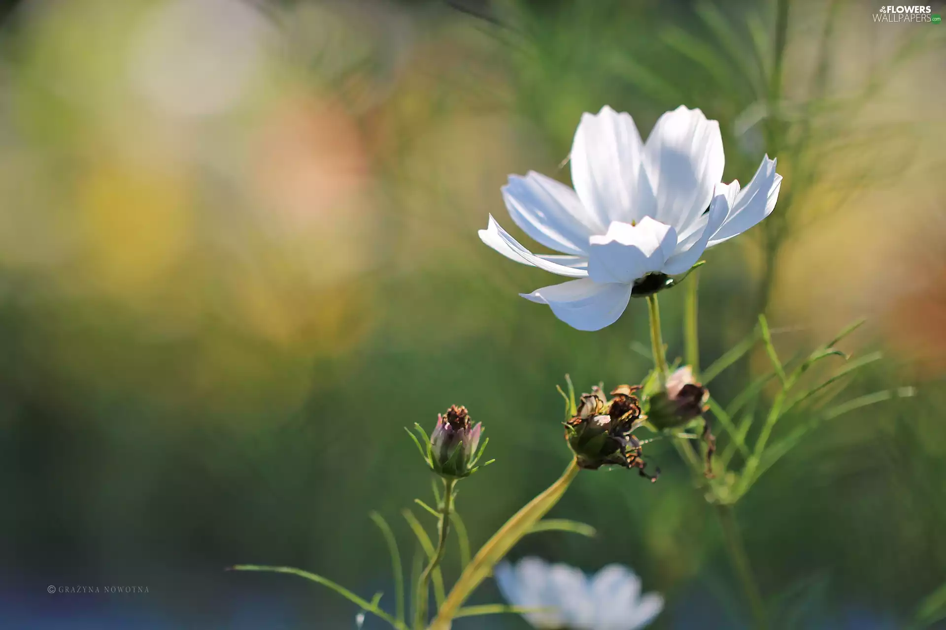 Colourfull Flowers, Cosmos, White
