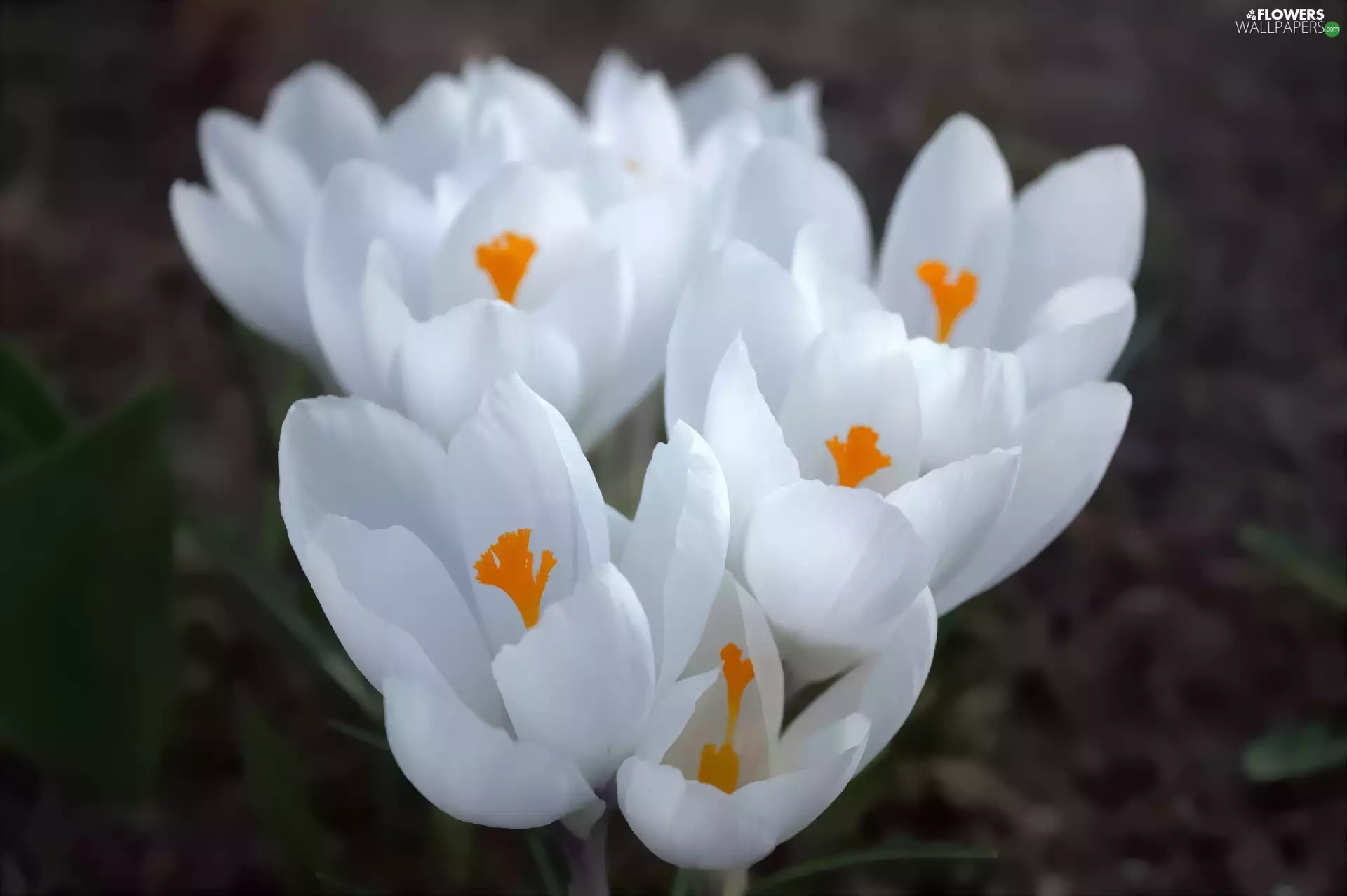 Colourfull Flowers, crocus, White