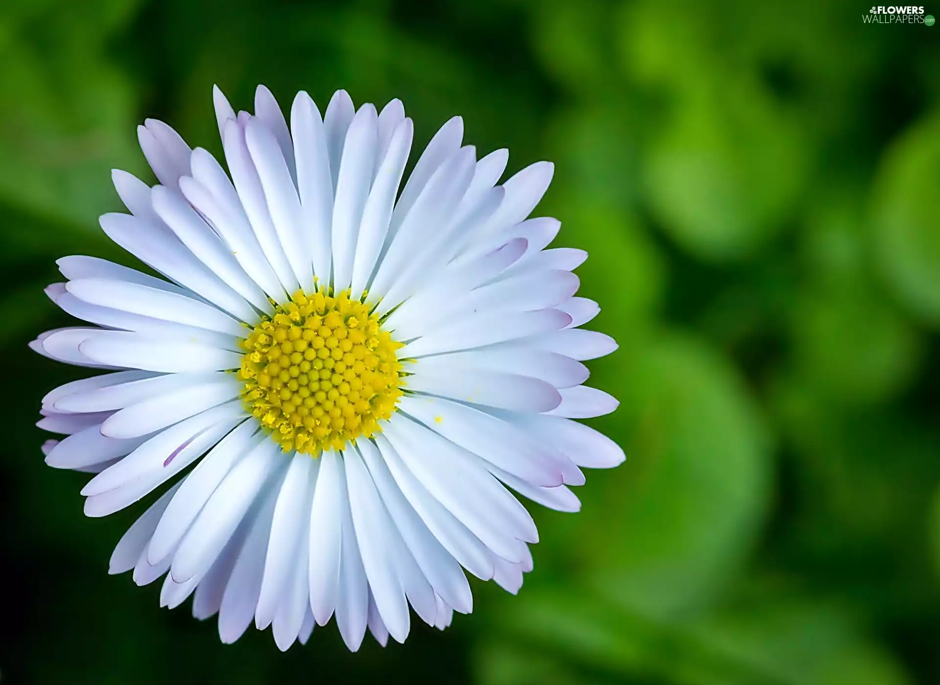 daisies, Colourfull Flowers, White-Yellow