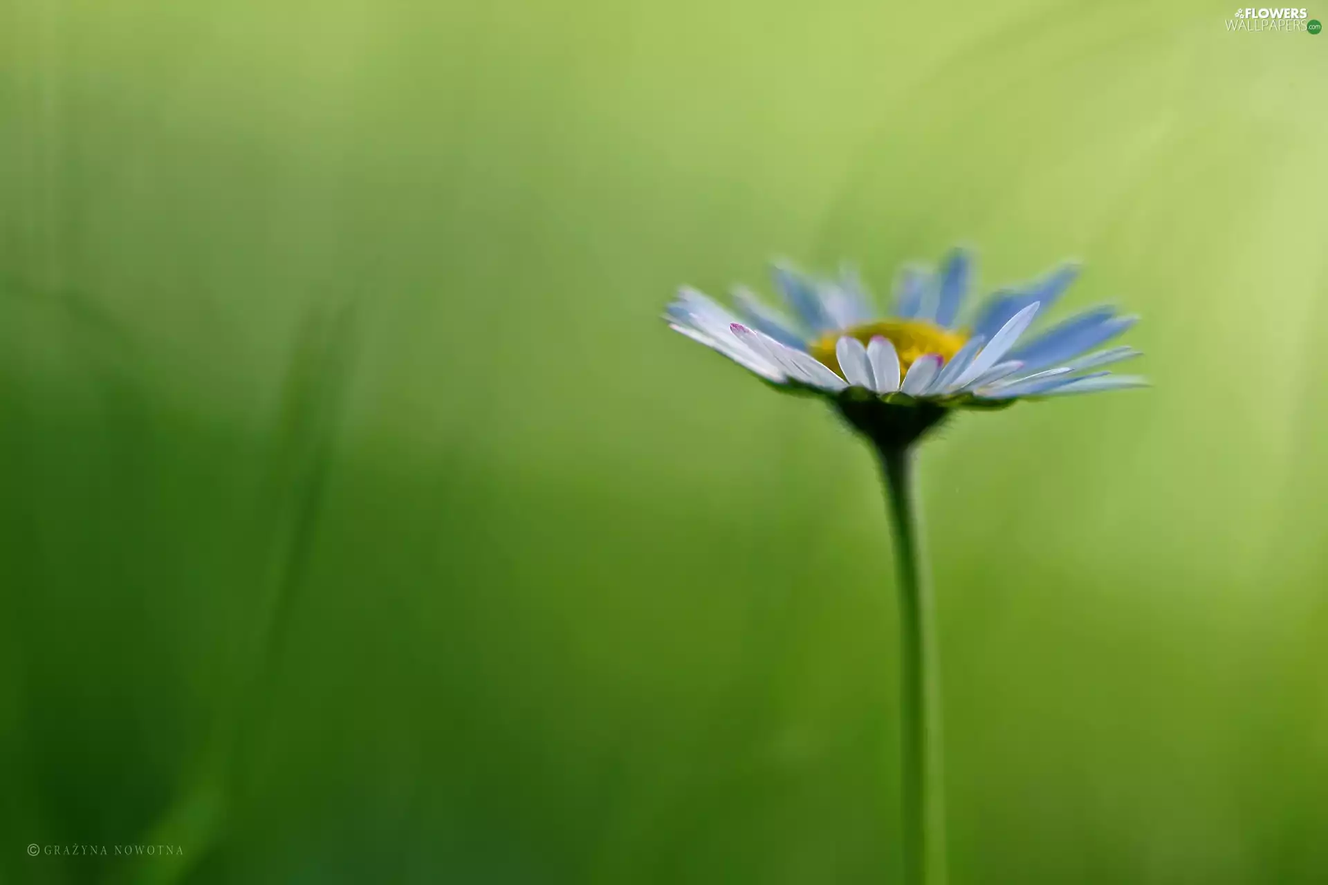 Colourfull Flowers, daisy, White