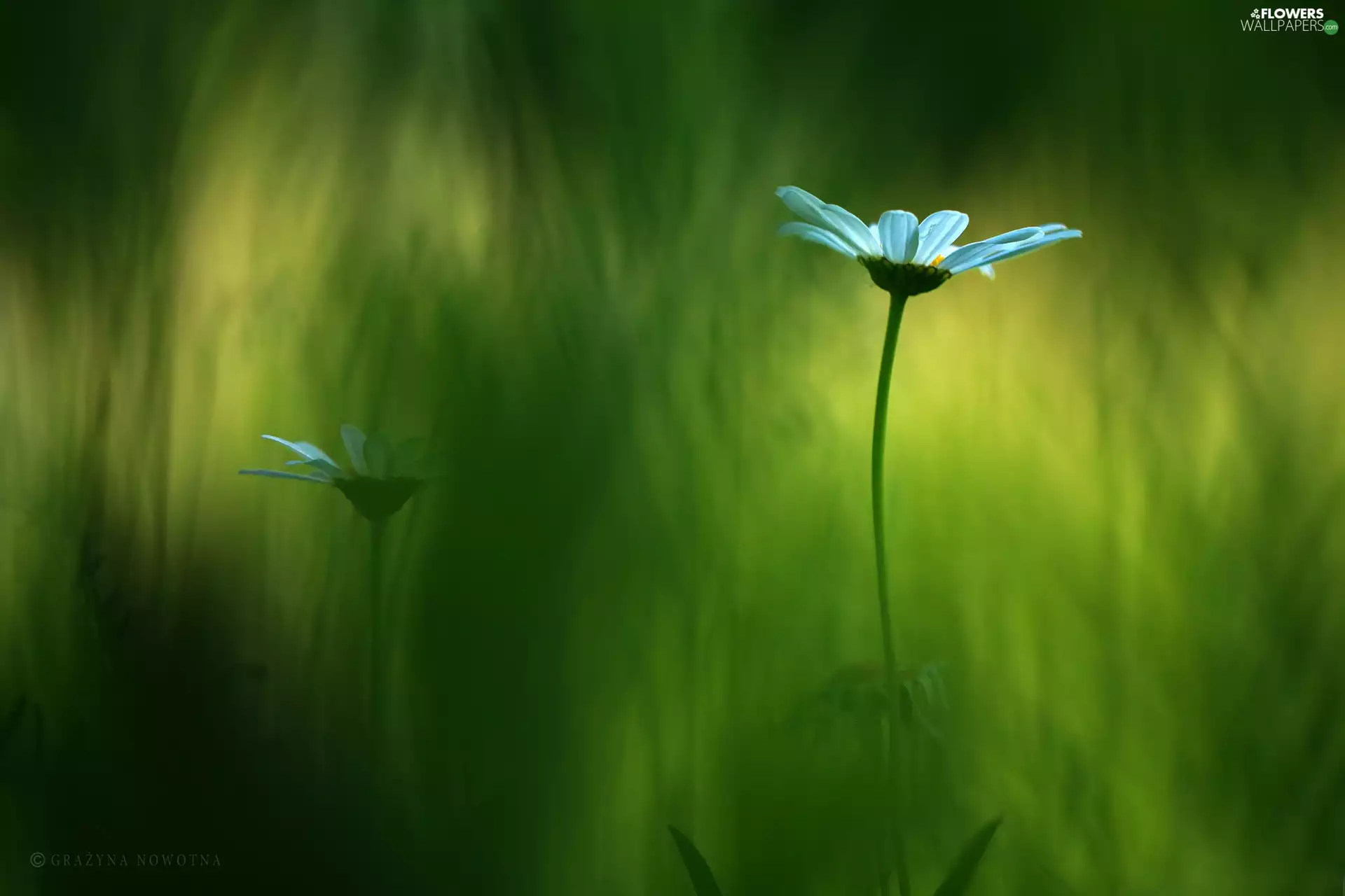 Colourfull Flowers, Daisy, White