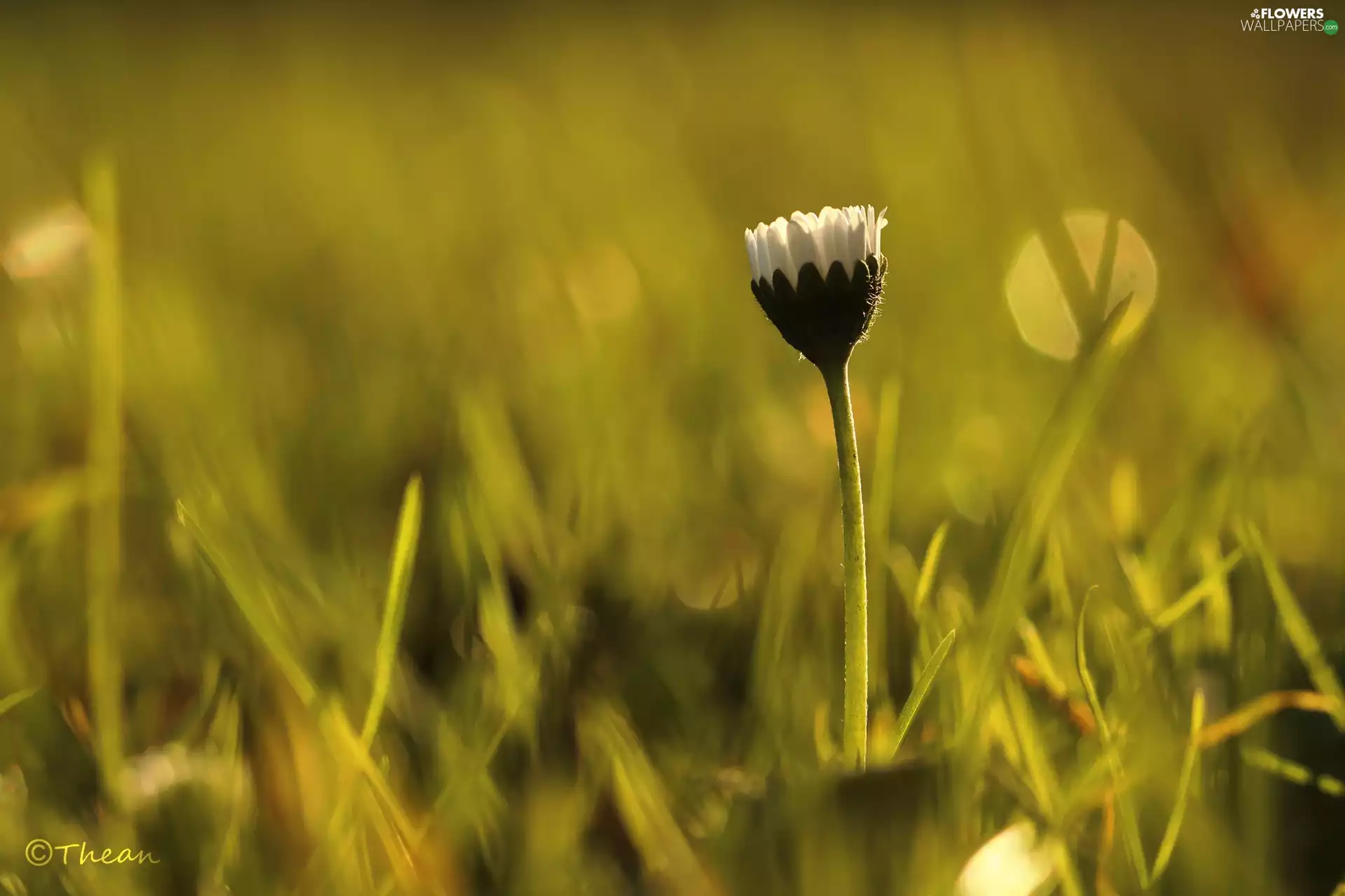 Colourfull Flowers, daisy, White
