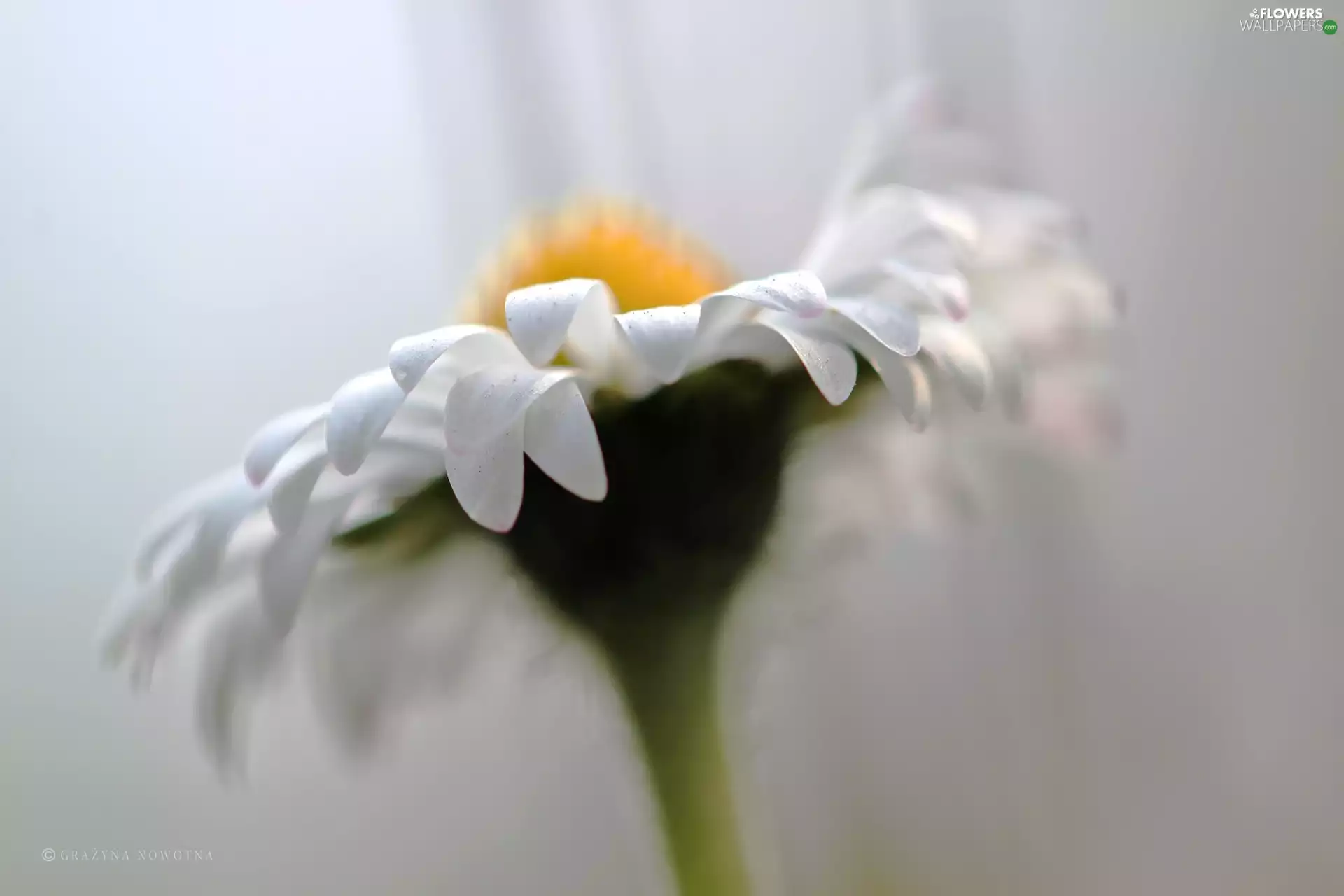 Colourfull Flowers, daisy, White