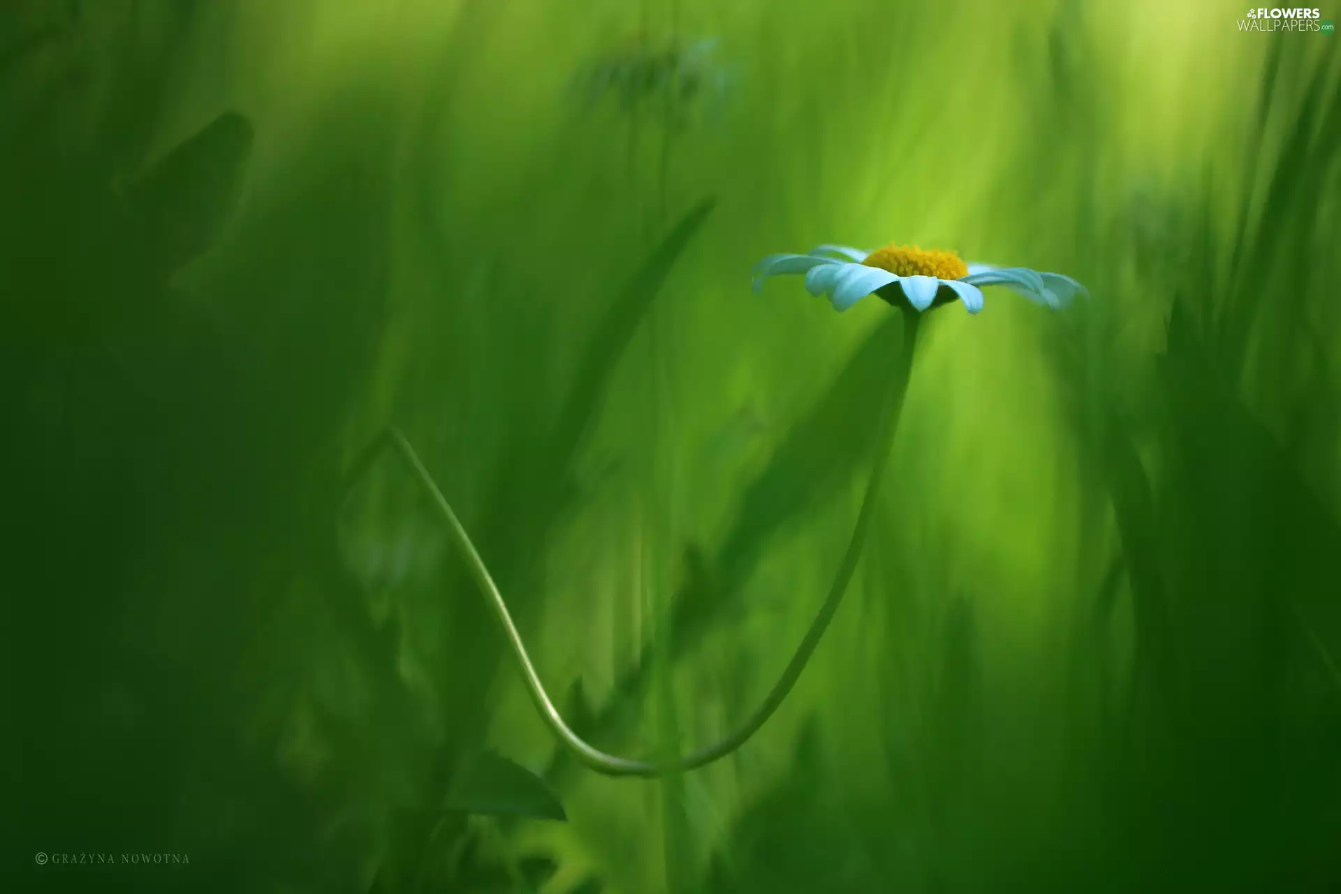 Colourfull Flowers, Daisy, White