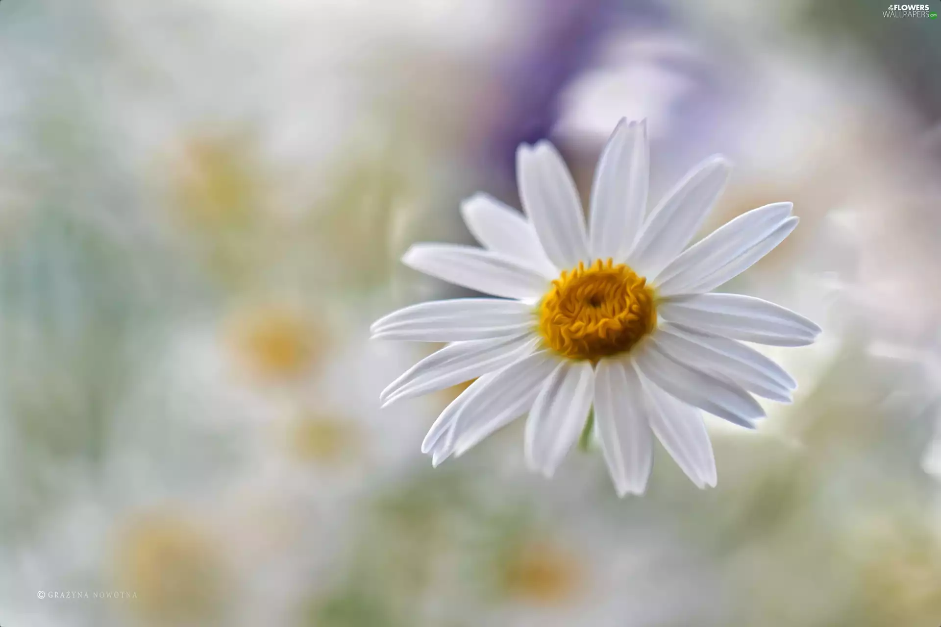 Colourfull Flowers, Daisy, White