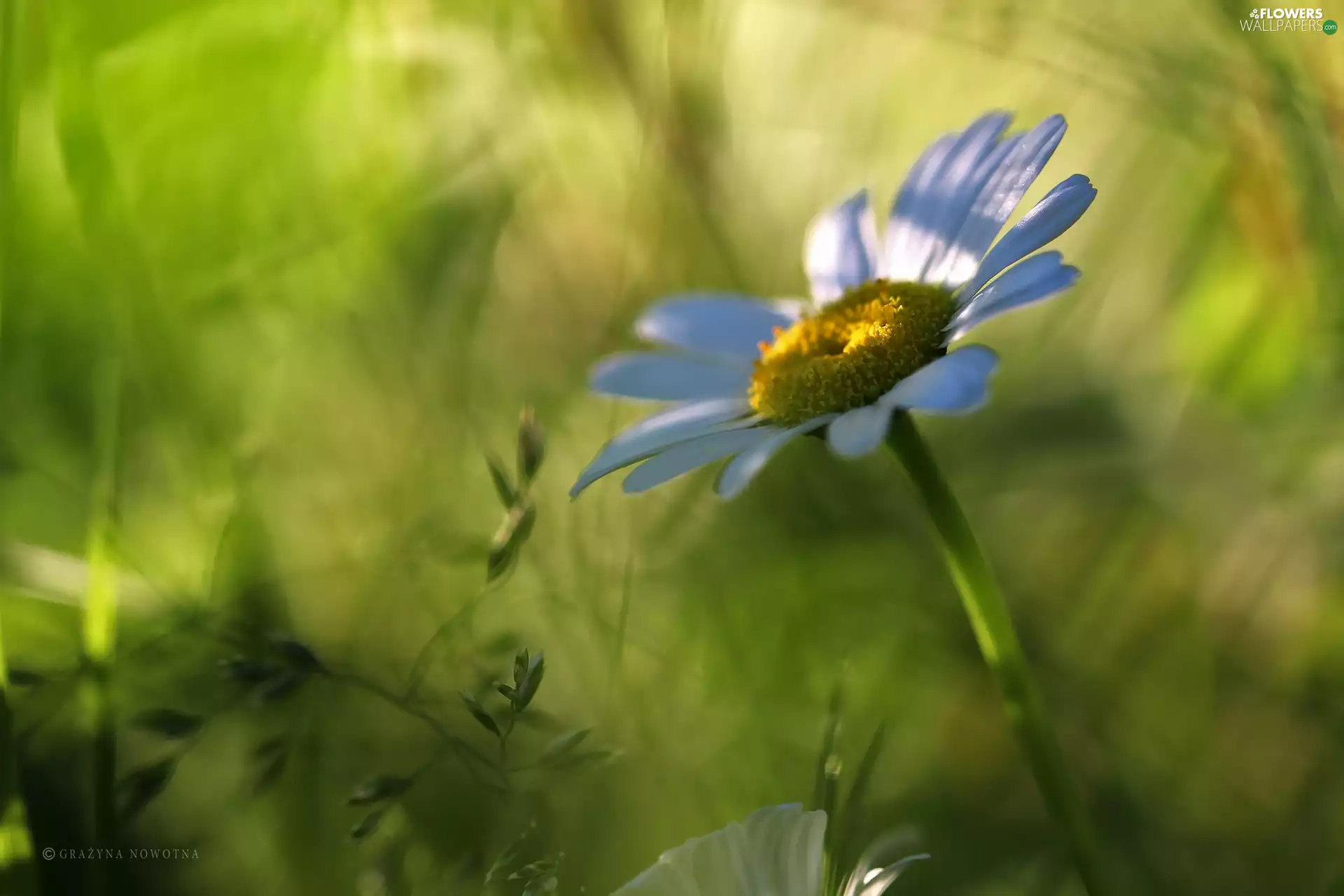 Colourfull Flowers, Daisy, White