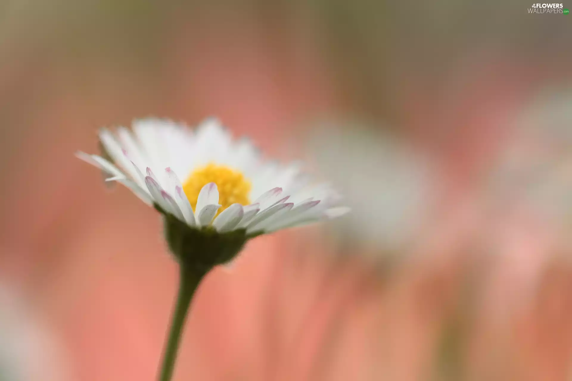 Colourfull Flowers, daisy, White