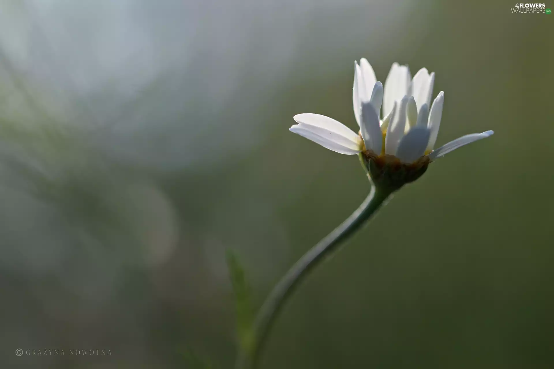 Colourfull Flowers, Daisy, White