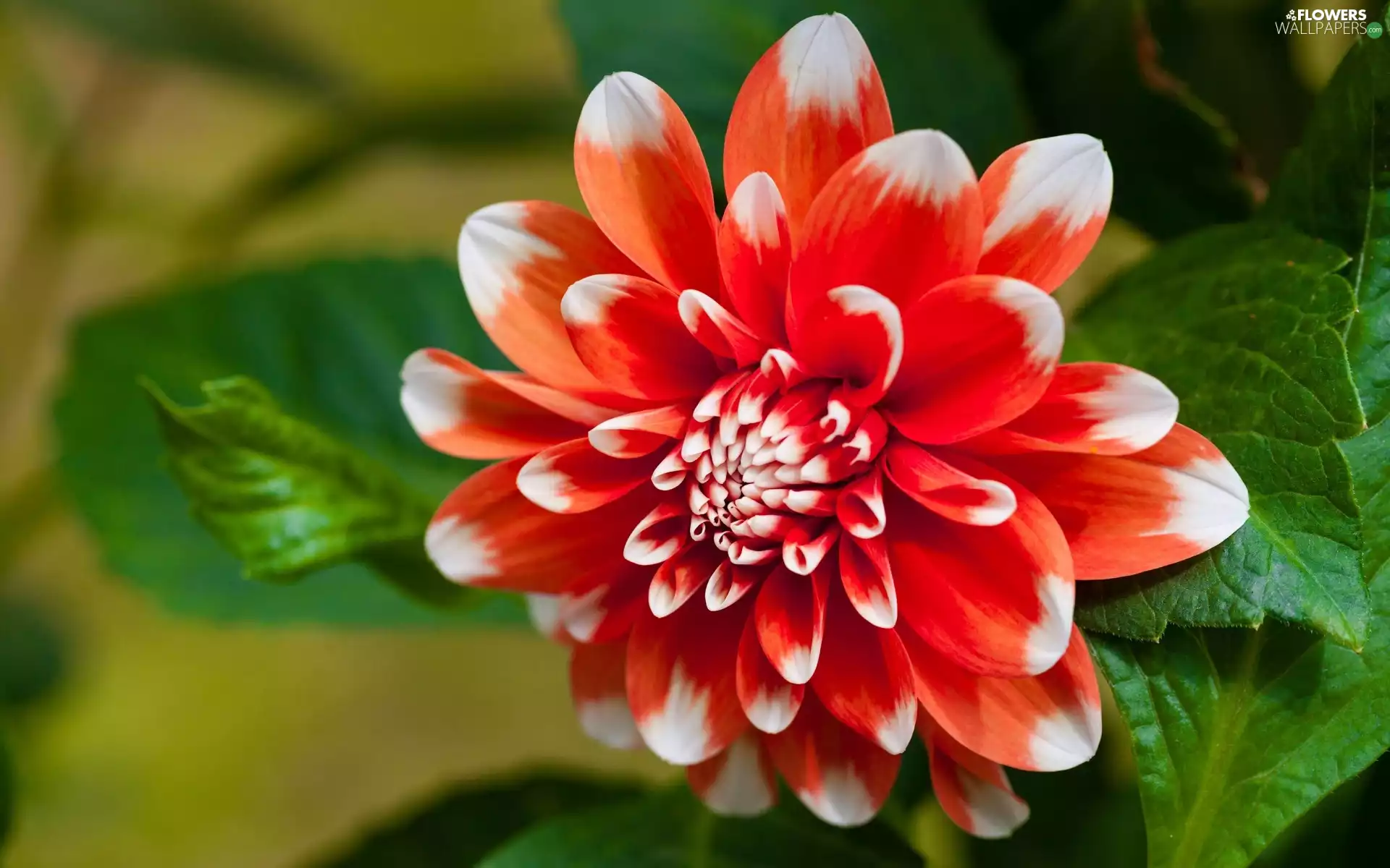 Red-White, Colourfull Flowers, Dalia