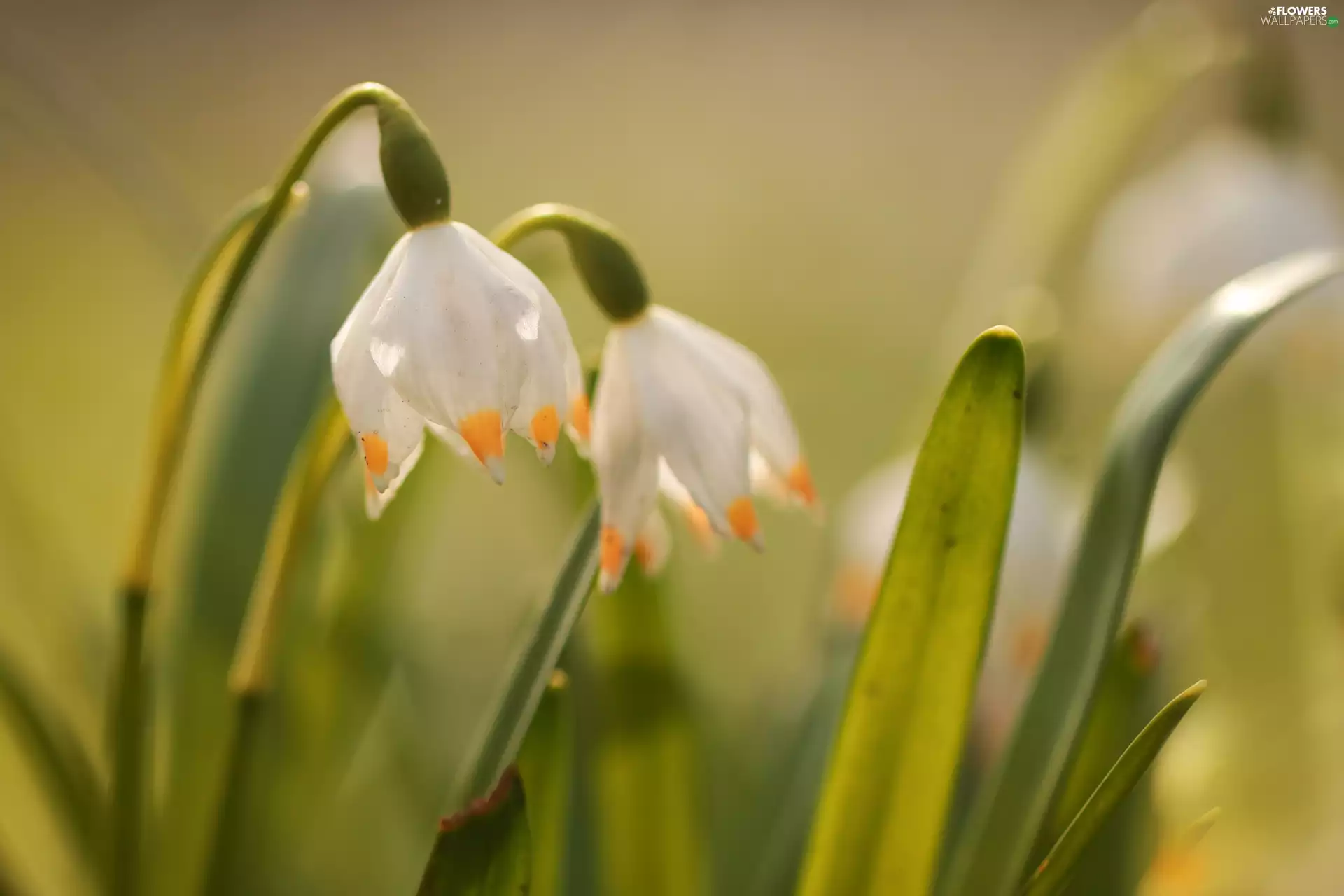 Colourfull Flowers, flurry, White