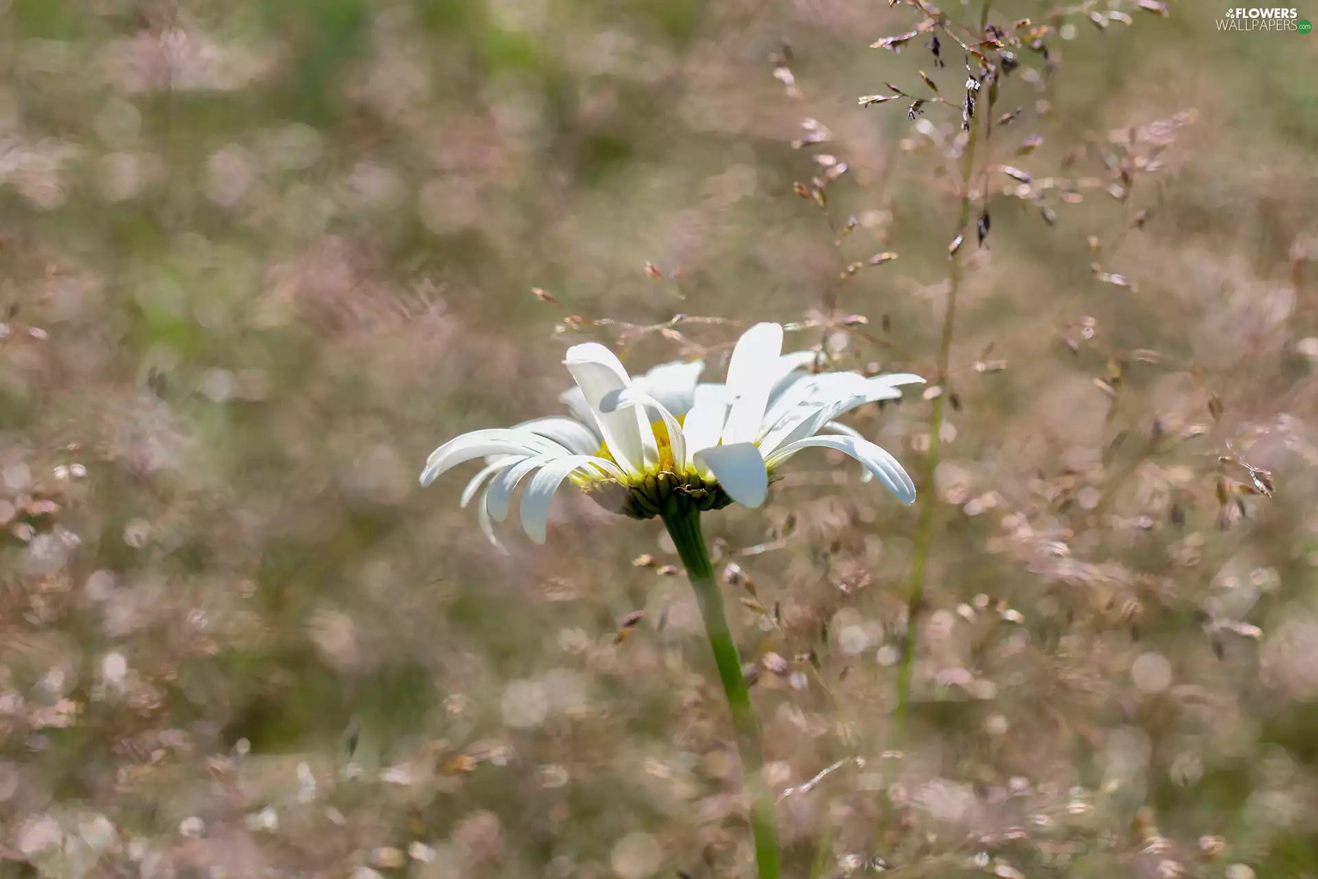 Daisy, White, Colourfull Flowers, grass