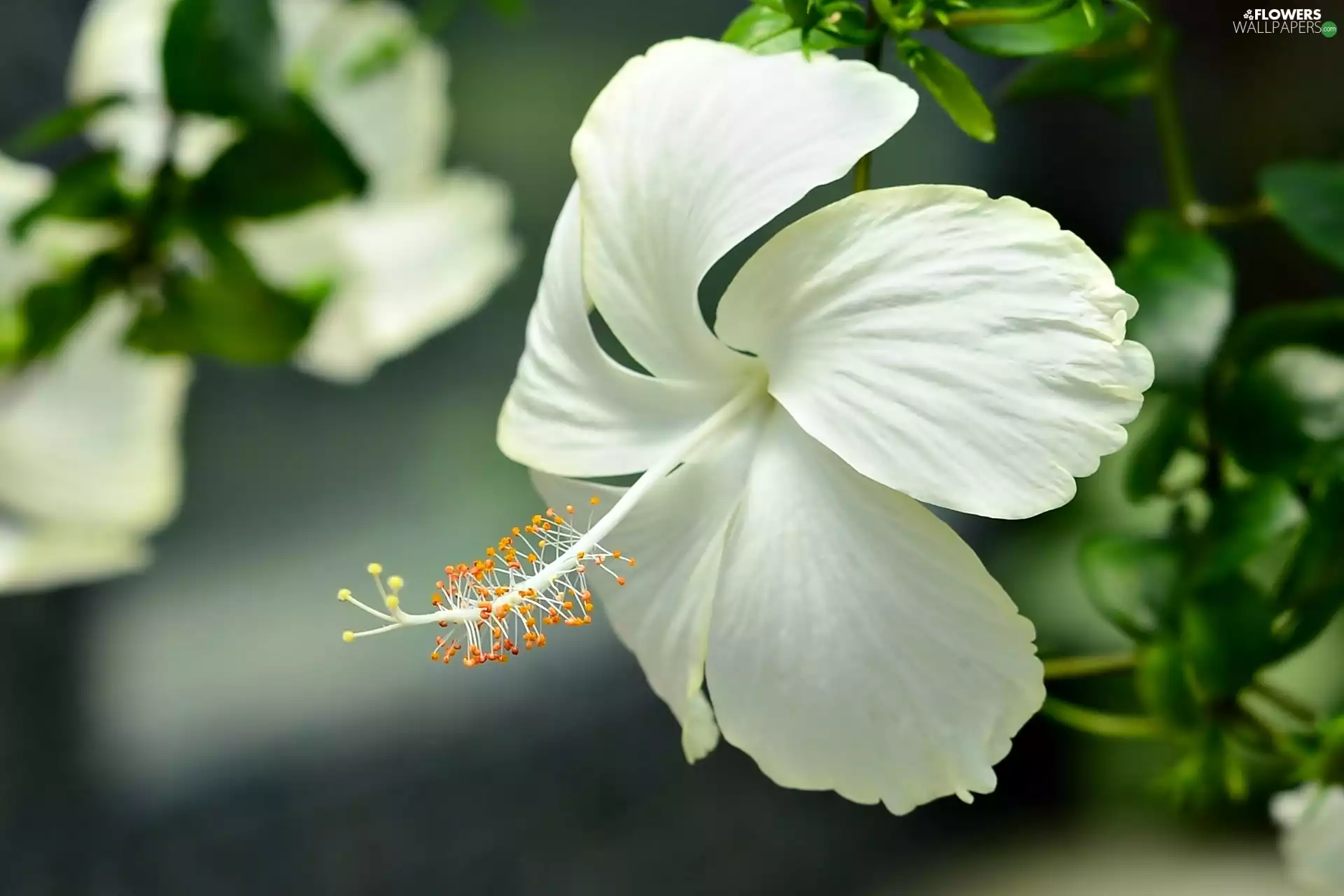 Colourfull Flowers, hibiskus, White