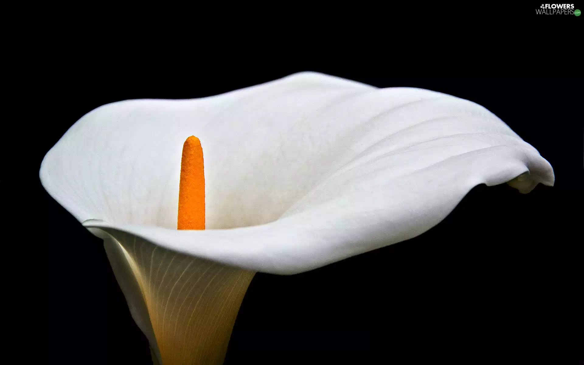 Kalia, Colourfull Flowers, White