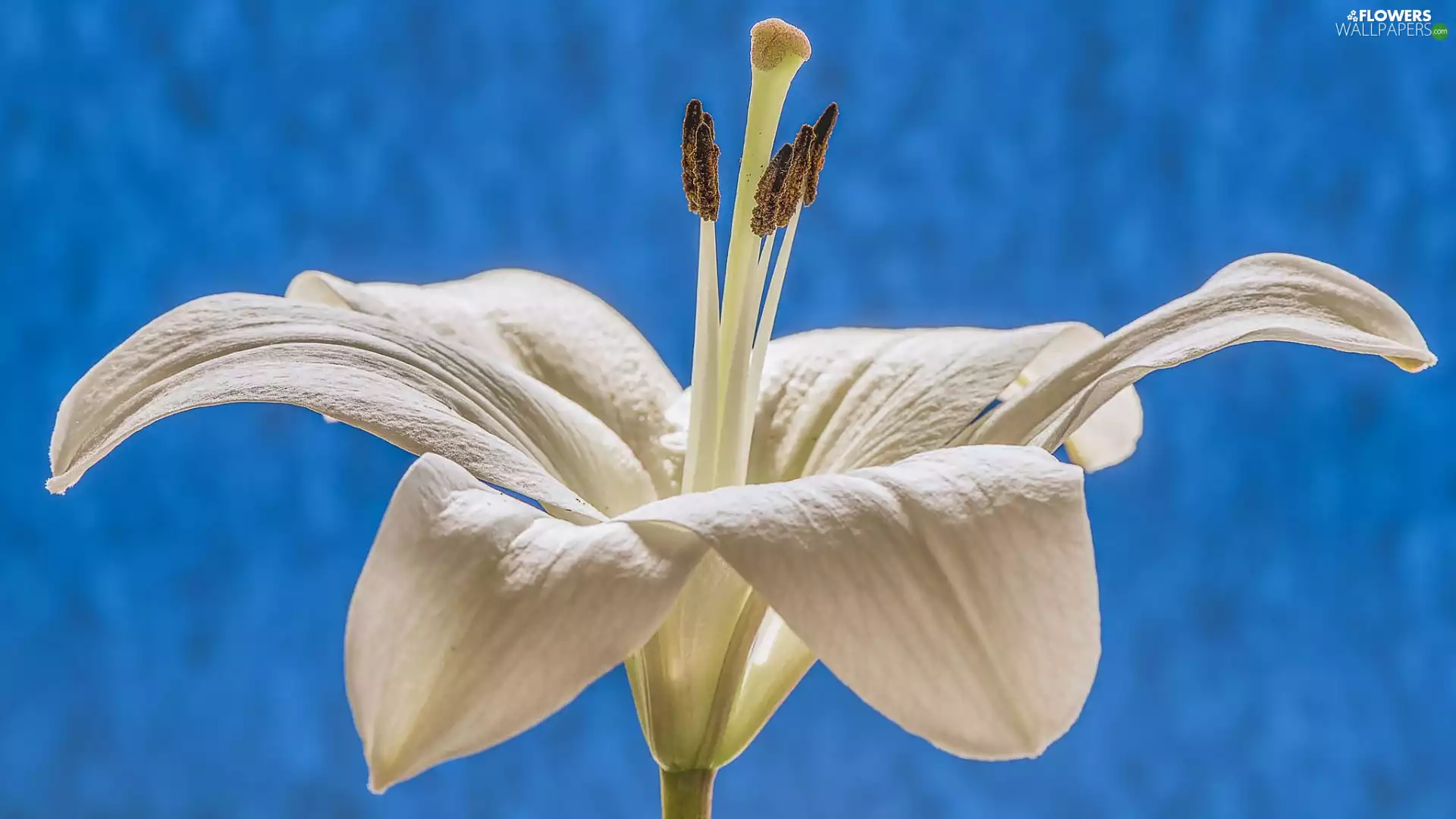 Lily, Colourfull Flowers, White