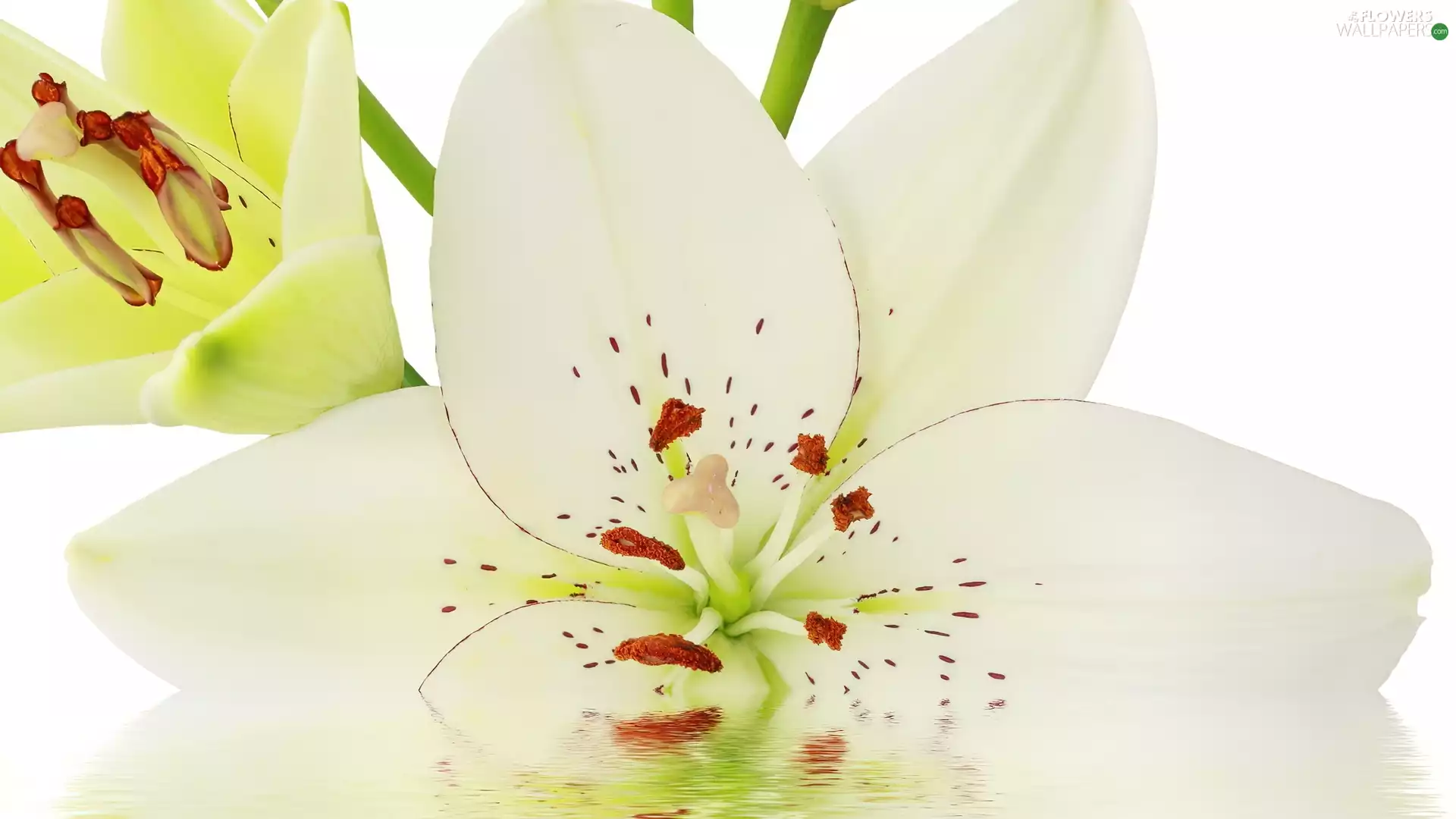 Colourfull Flowers, Lily, White