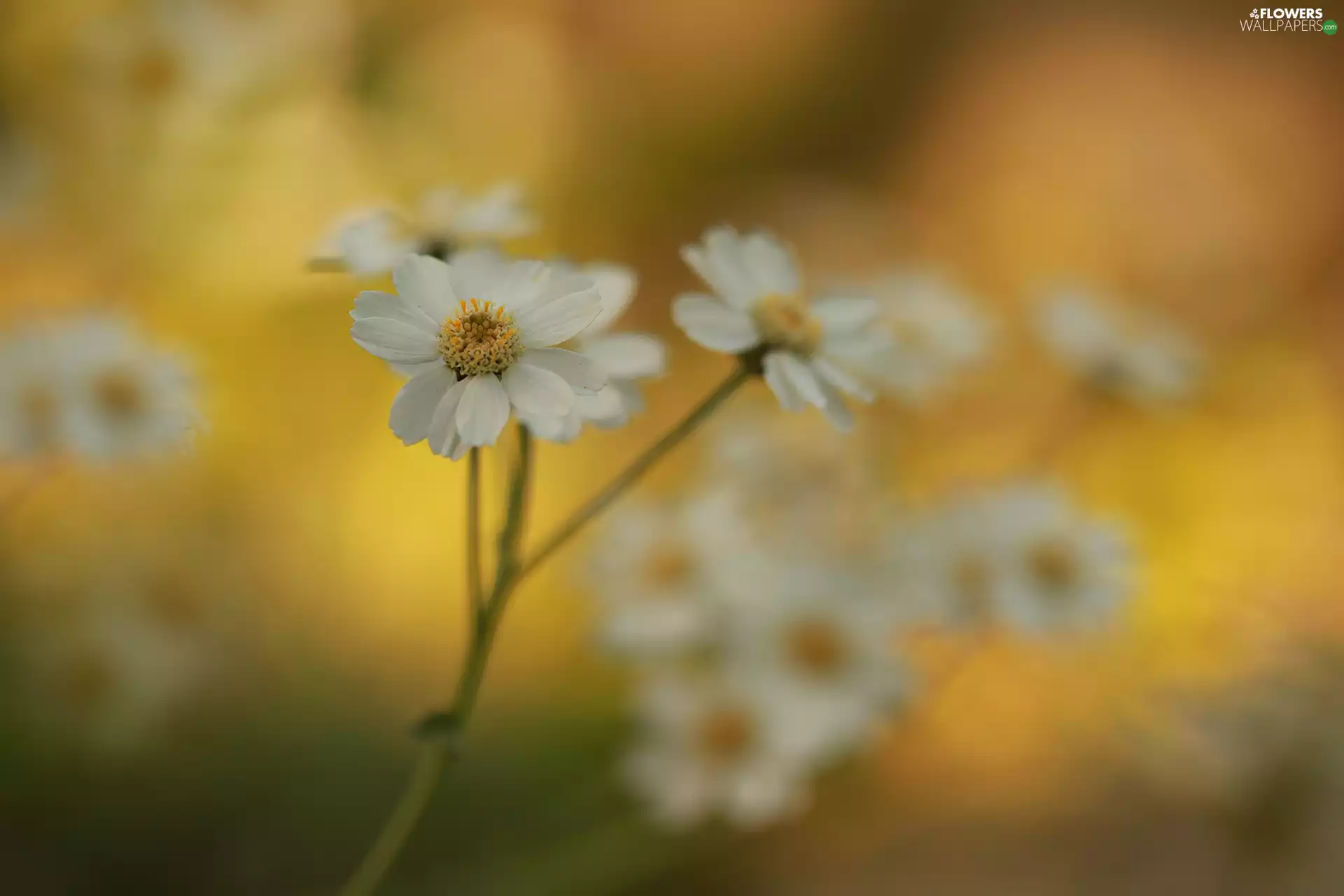 Colourfull Flowers, milfoil, White