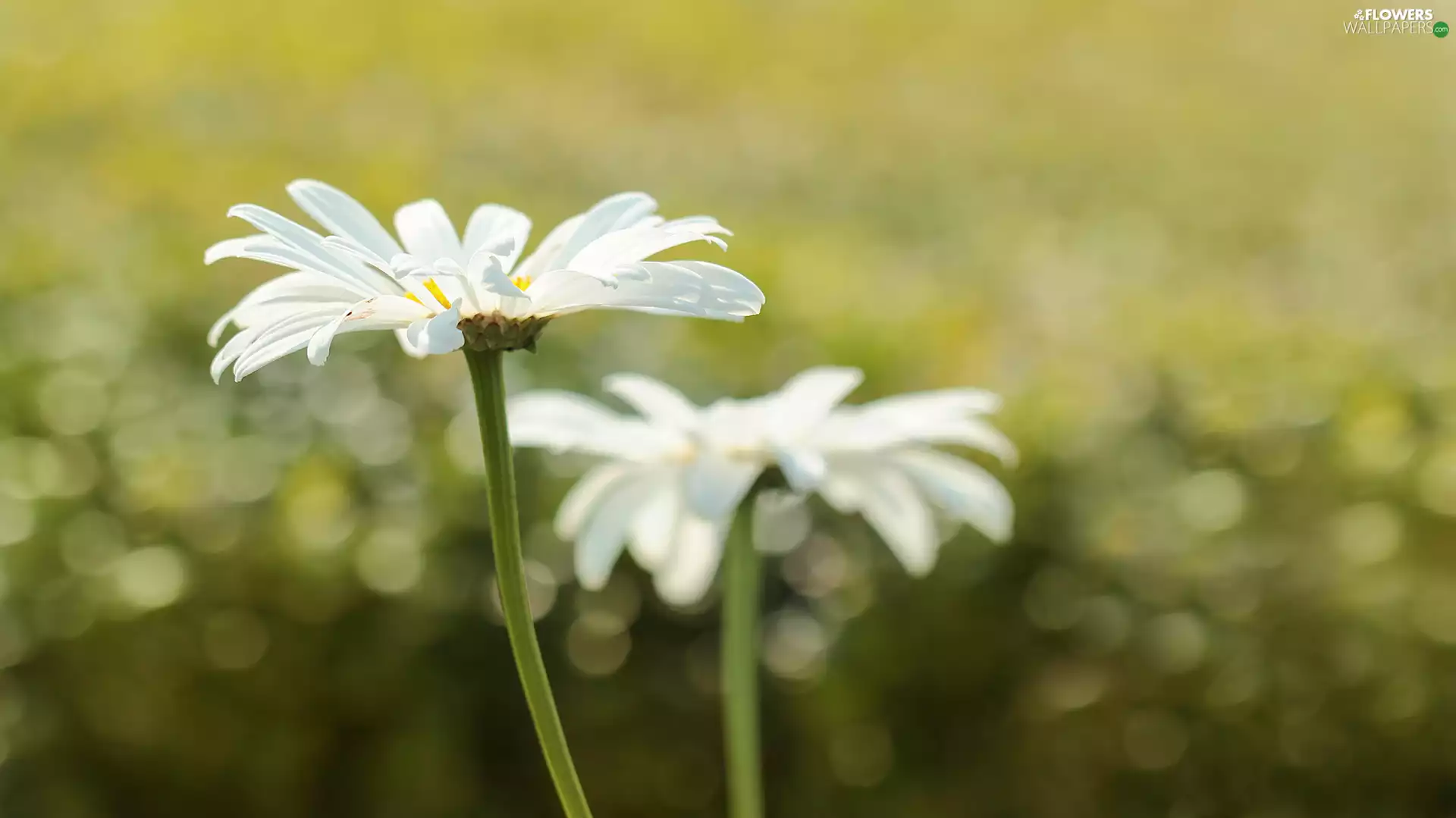 Daisy, White, Colourfull Flowers, pyrethrum