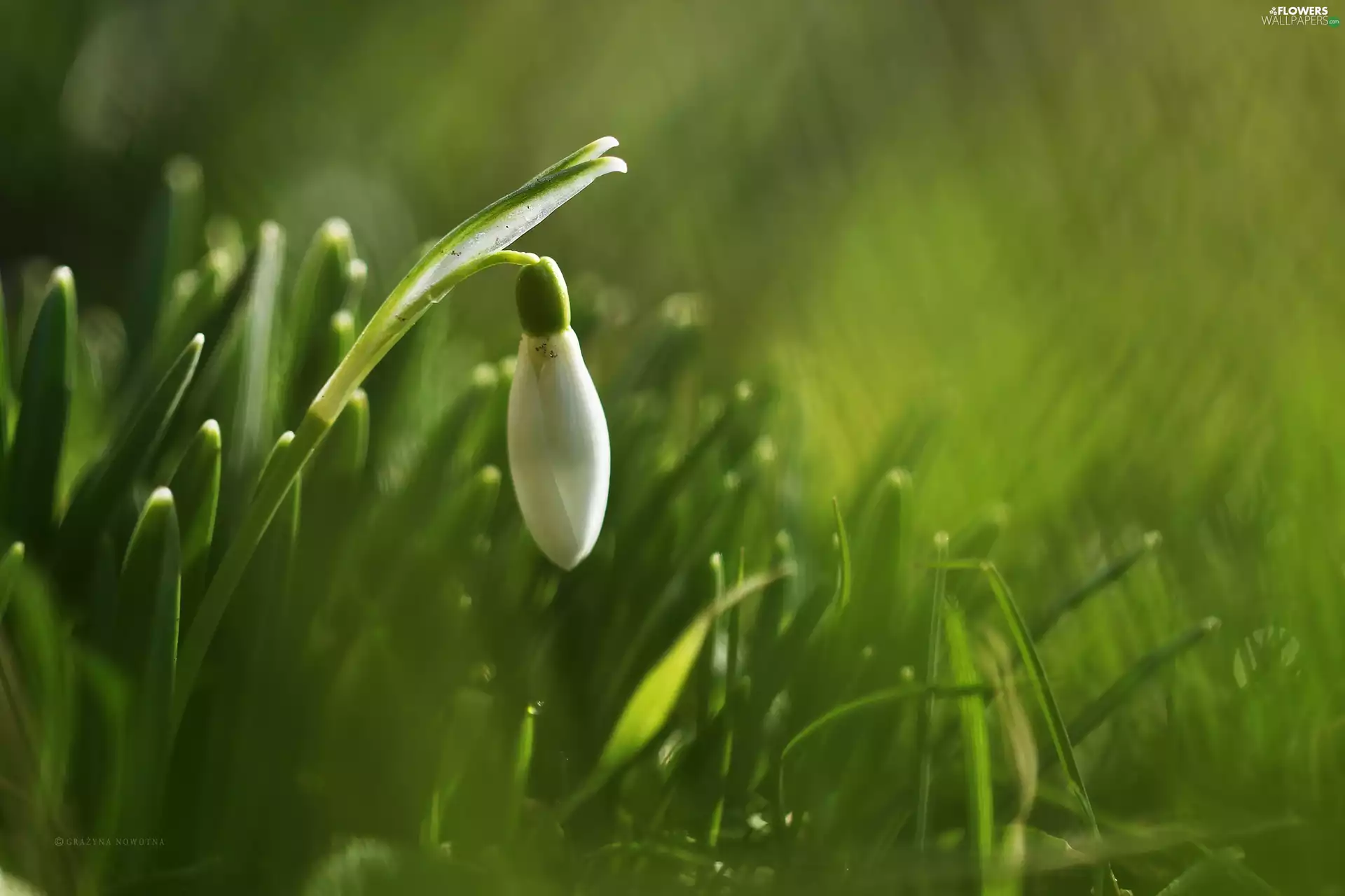 Colourfull Flowers, Snowdrop, White