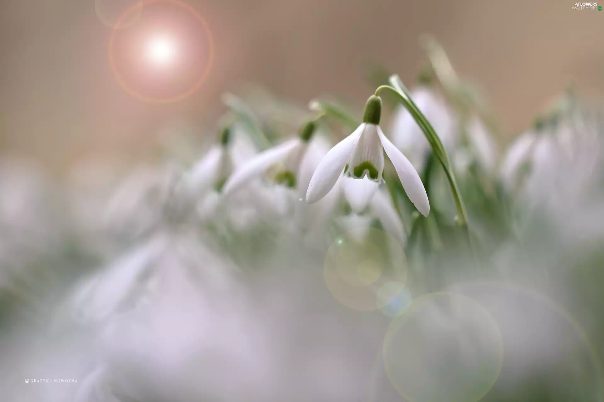 Colourfull Flowers, Snowdrop, White