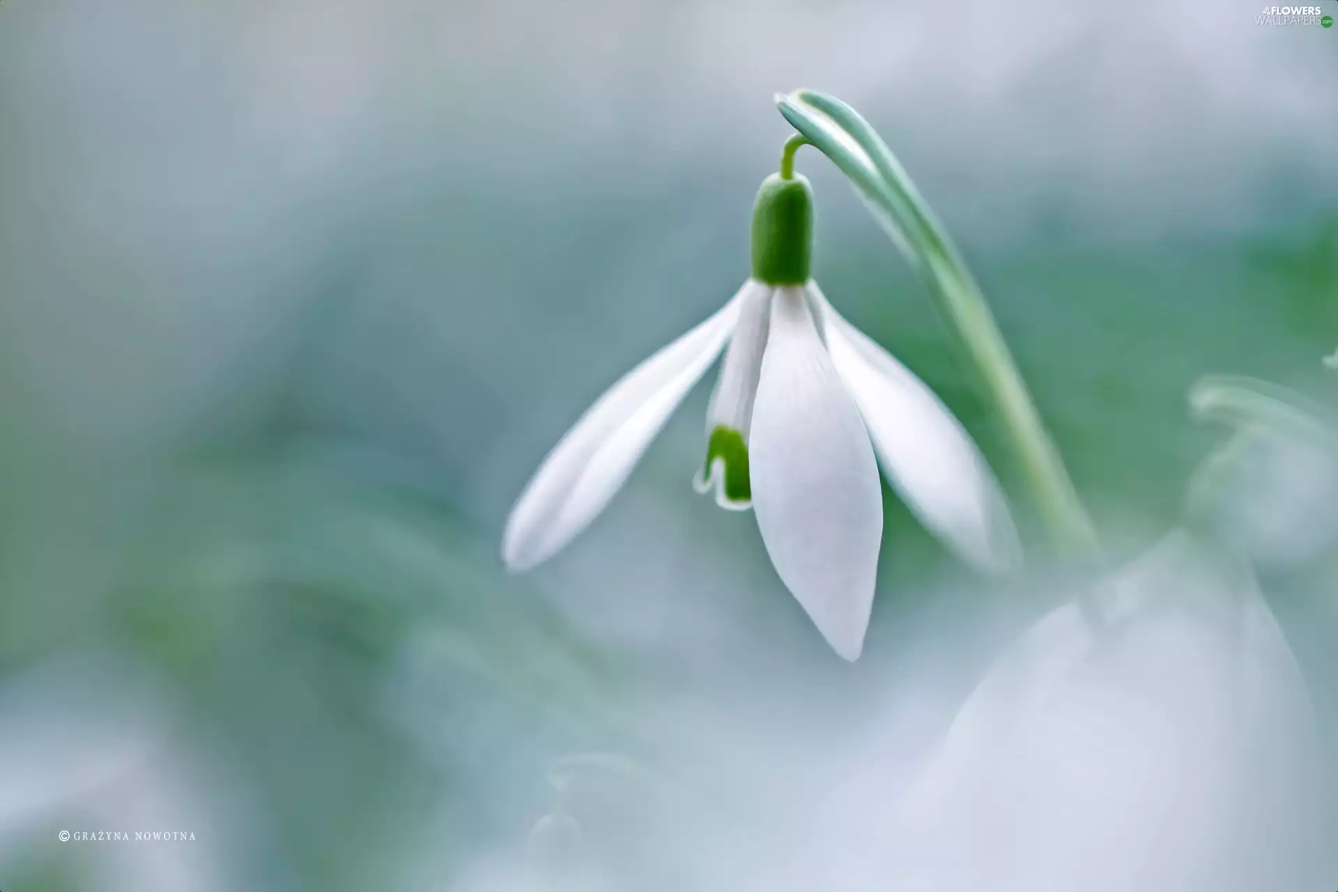 Colourfull Flowers, Snowdrop, White