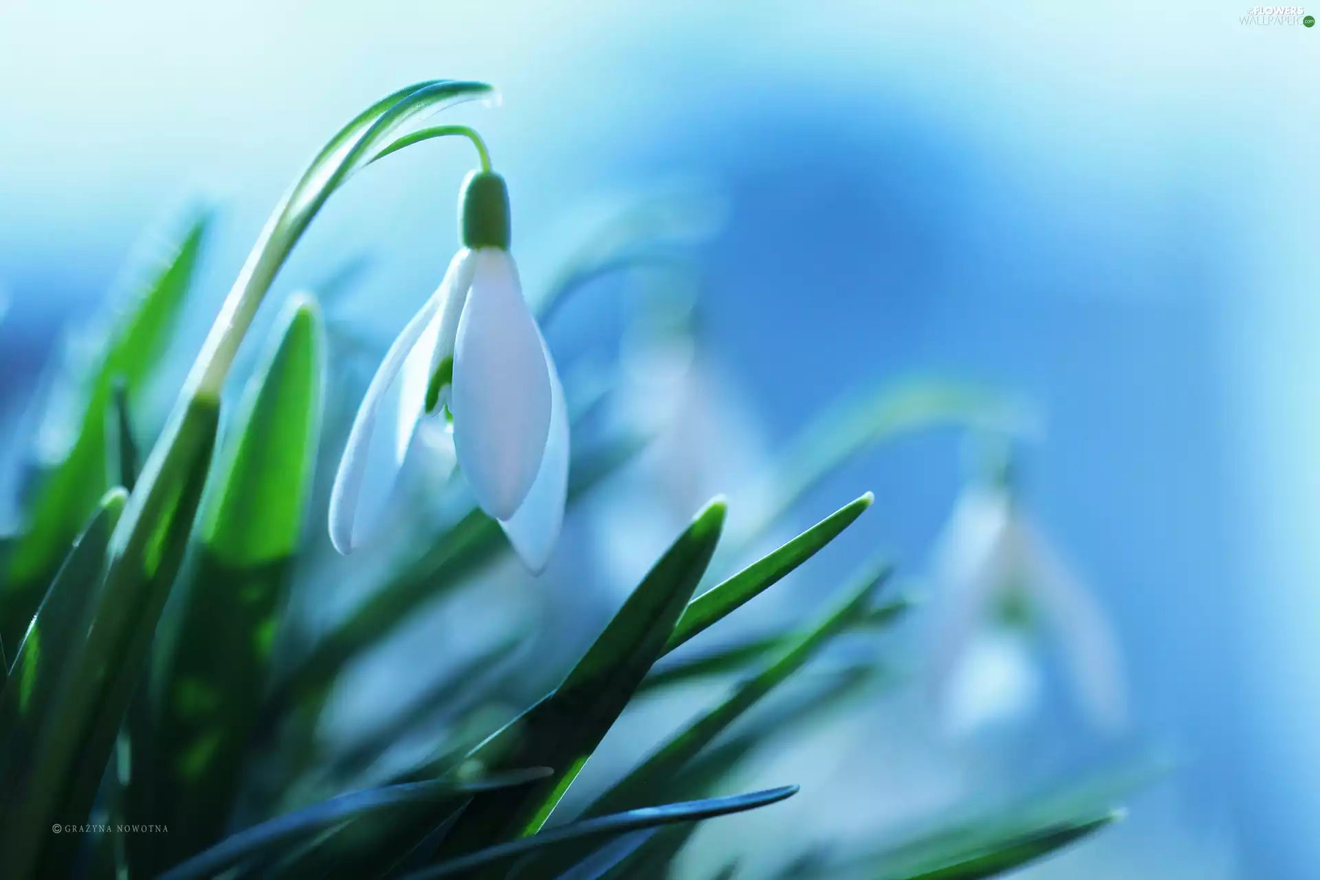 Colourfull Flowers, Snowdrop, White