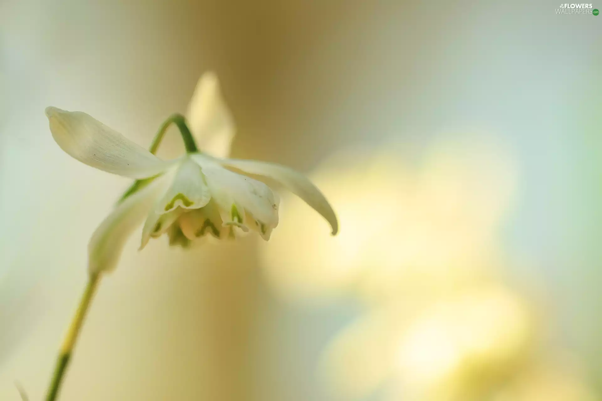 blooming, White, Colourfull Flowers, Snowdrop