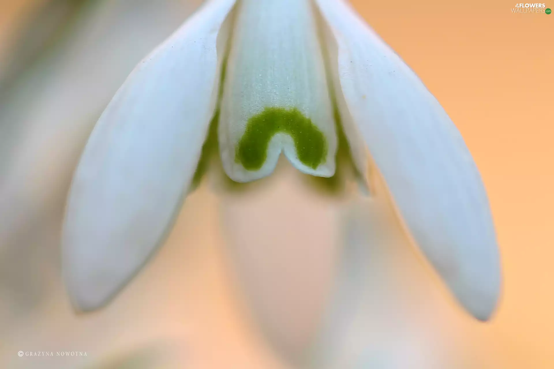 Colourfull Flowers, Snowdrop, White