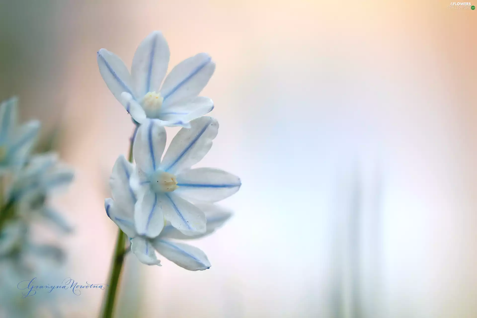 Colourfull Flowers, squill, White
