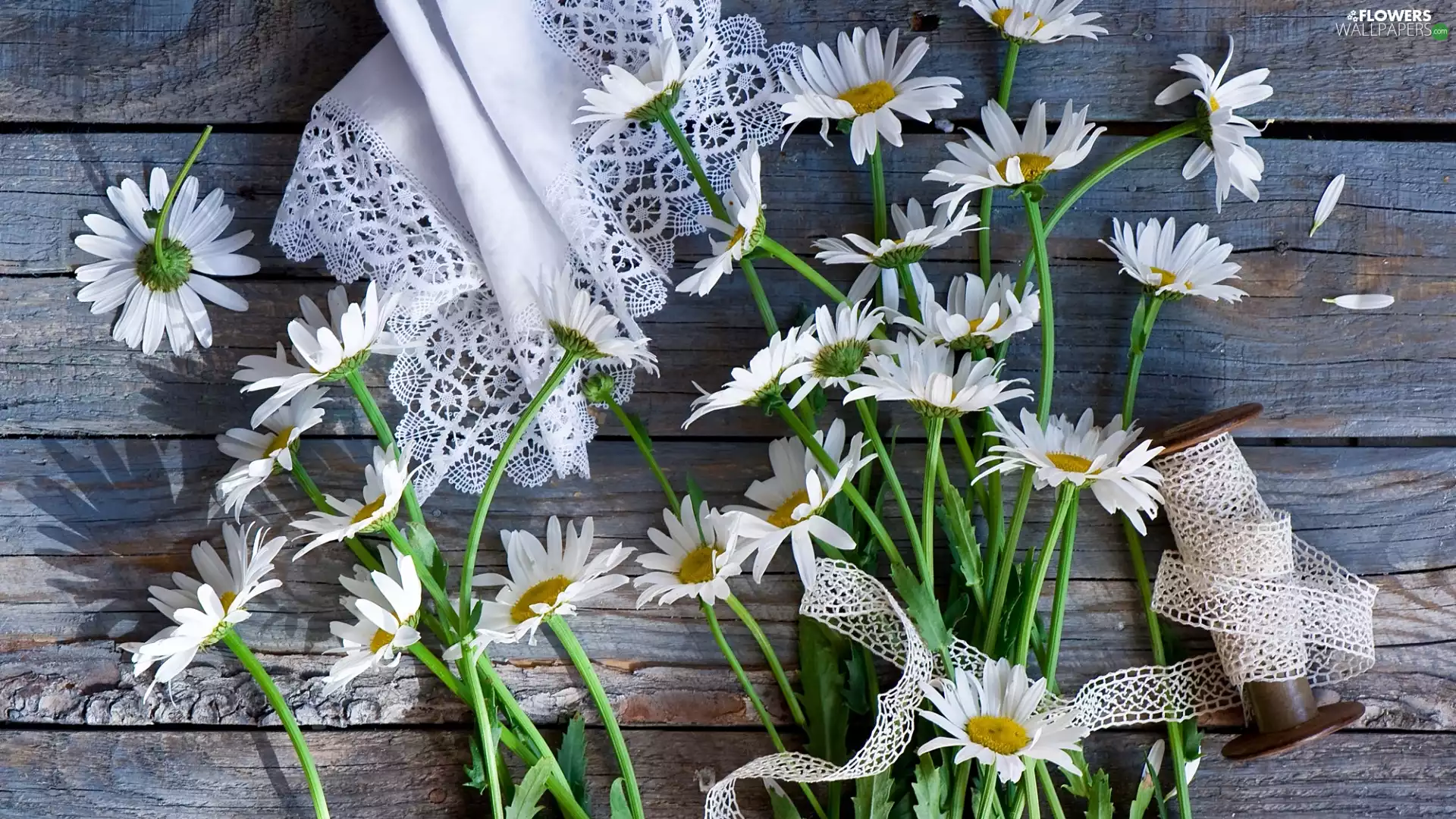composition, daisy, napkin, White
