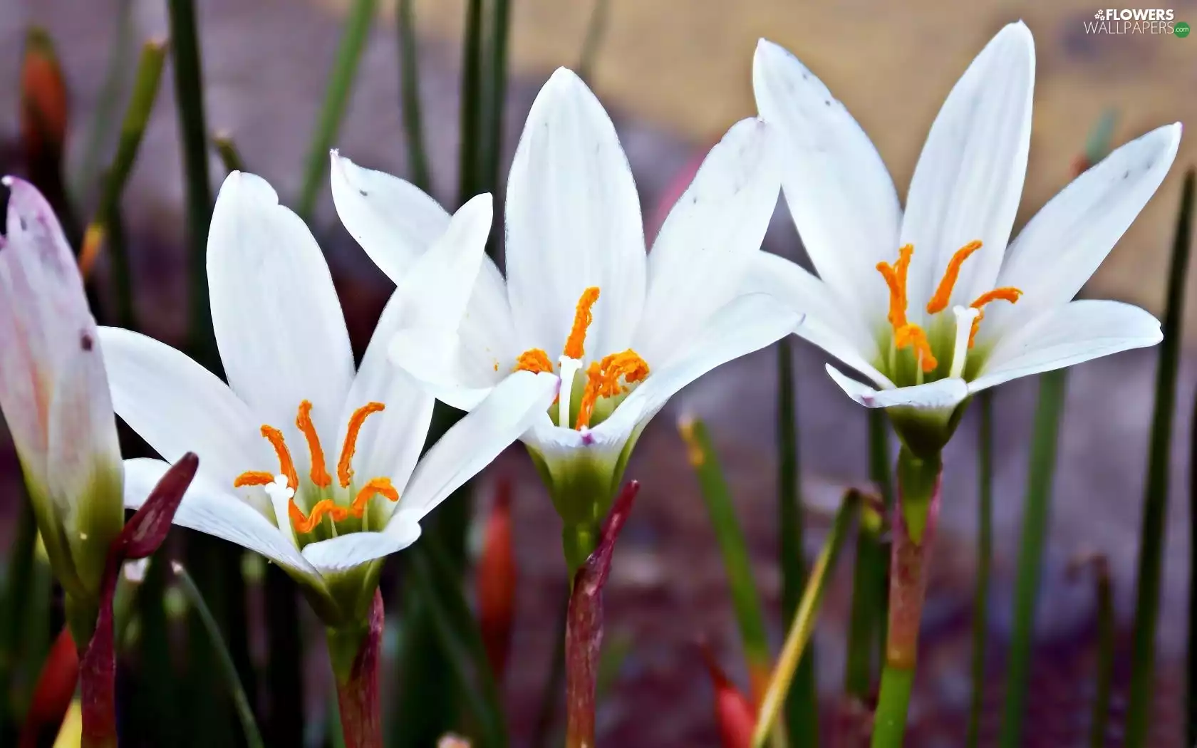 White, crocuses