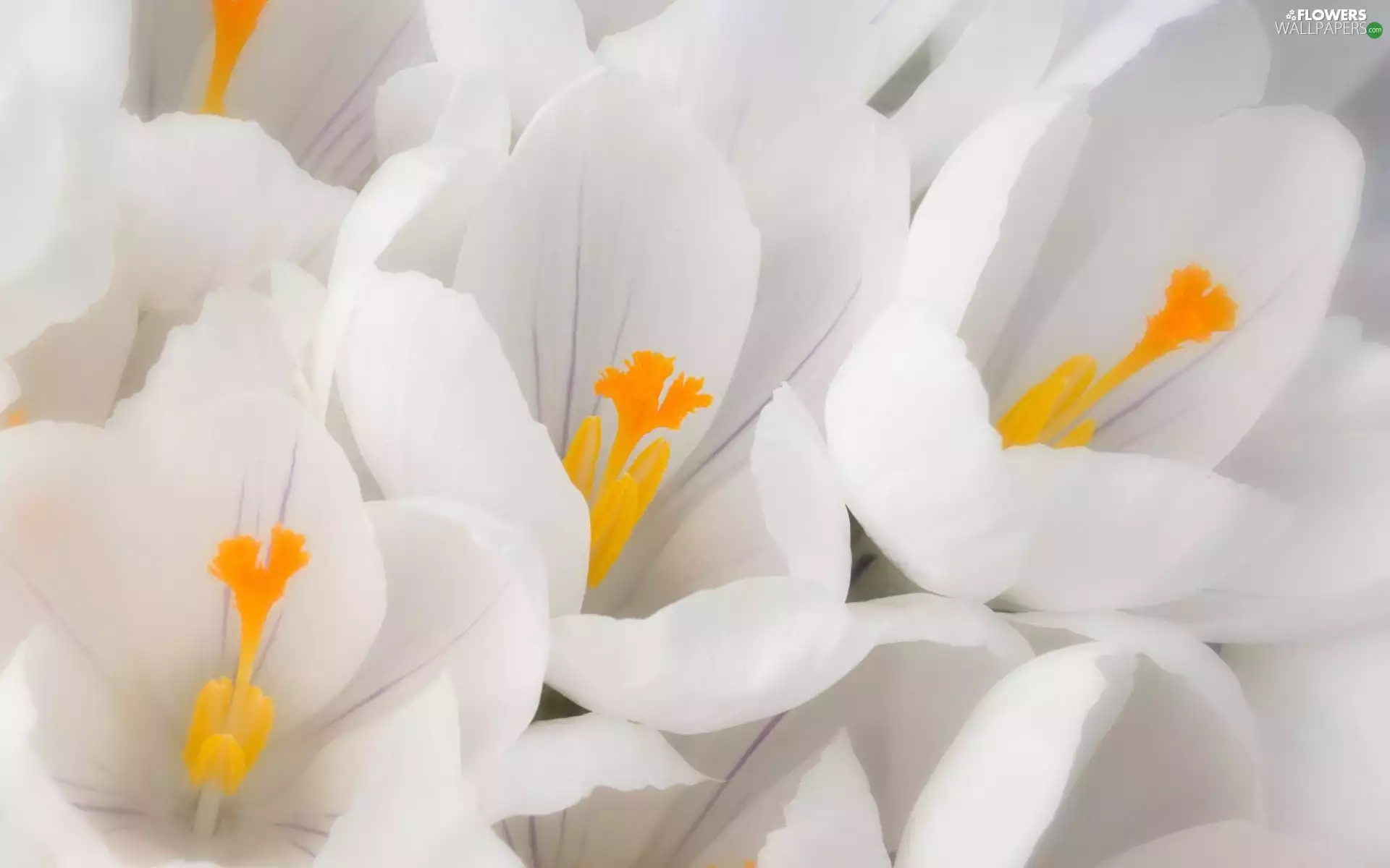 White, crocuses
