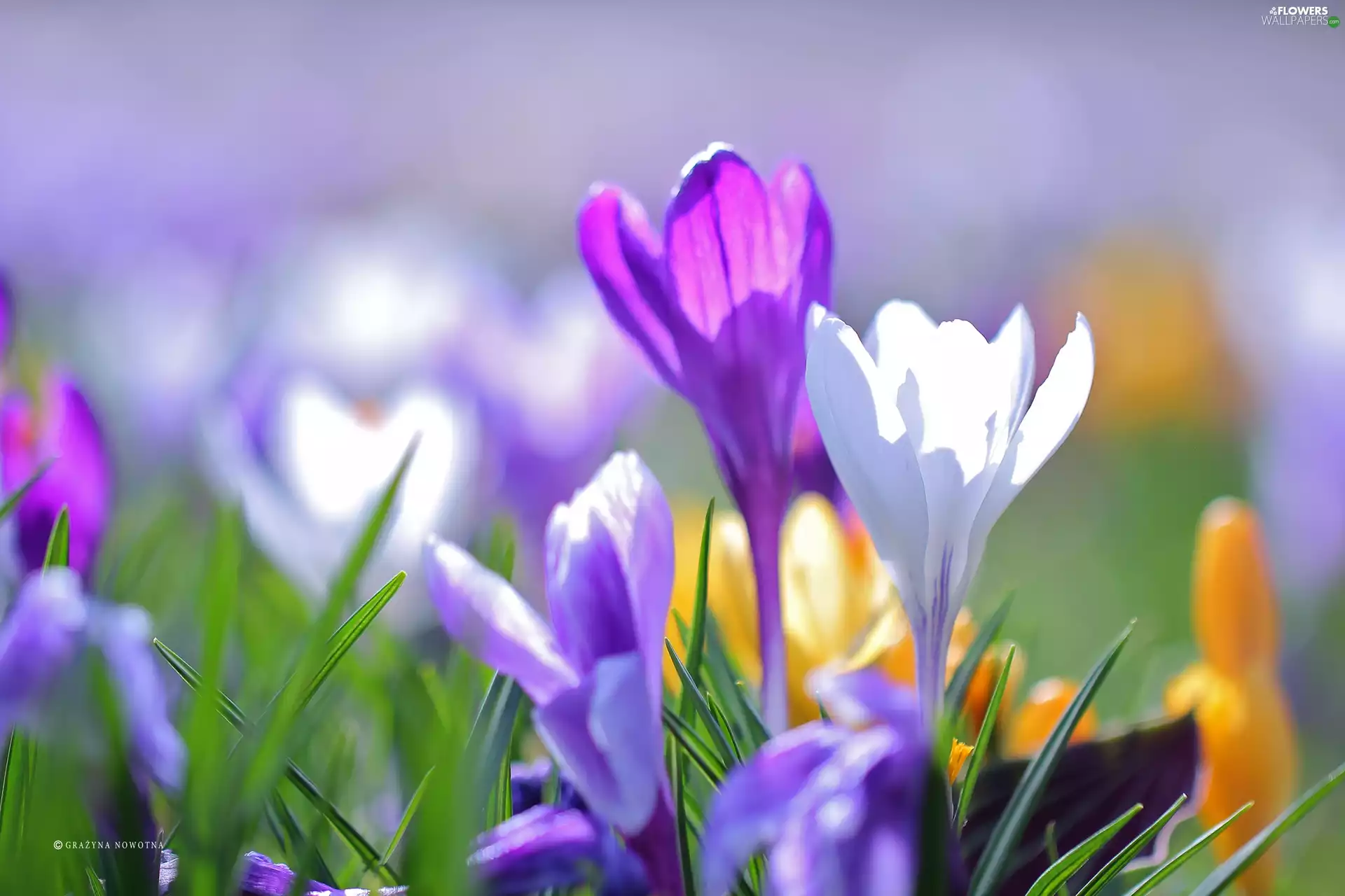 crocuses, Violet, Flowers, White