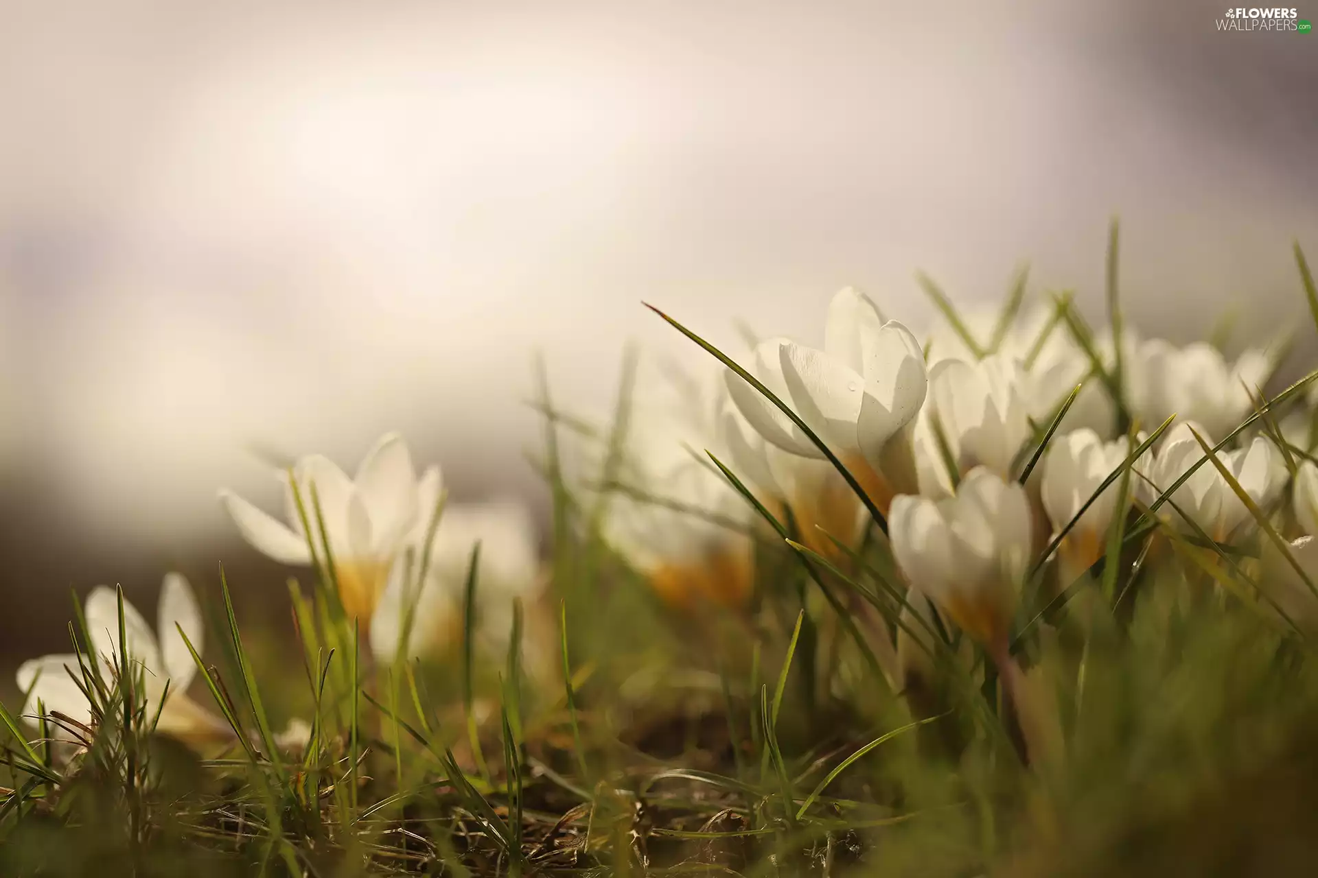 crocuses, Flowers, rapprochement, White