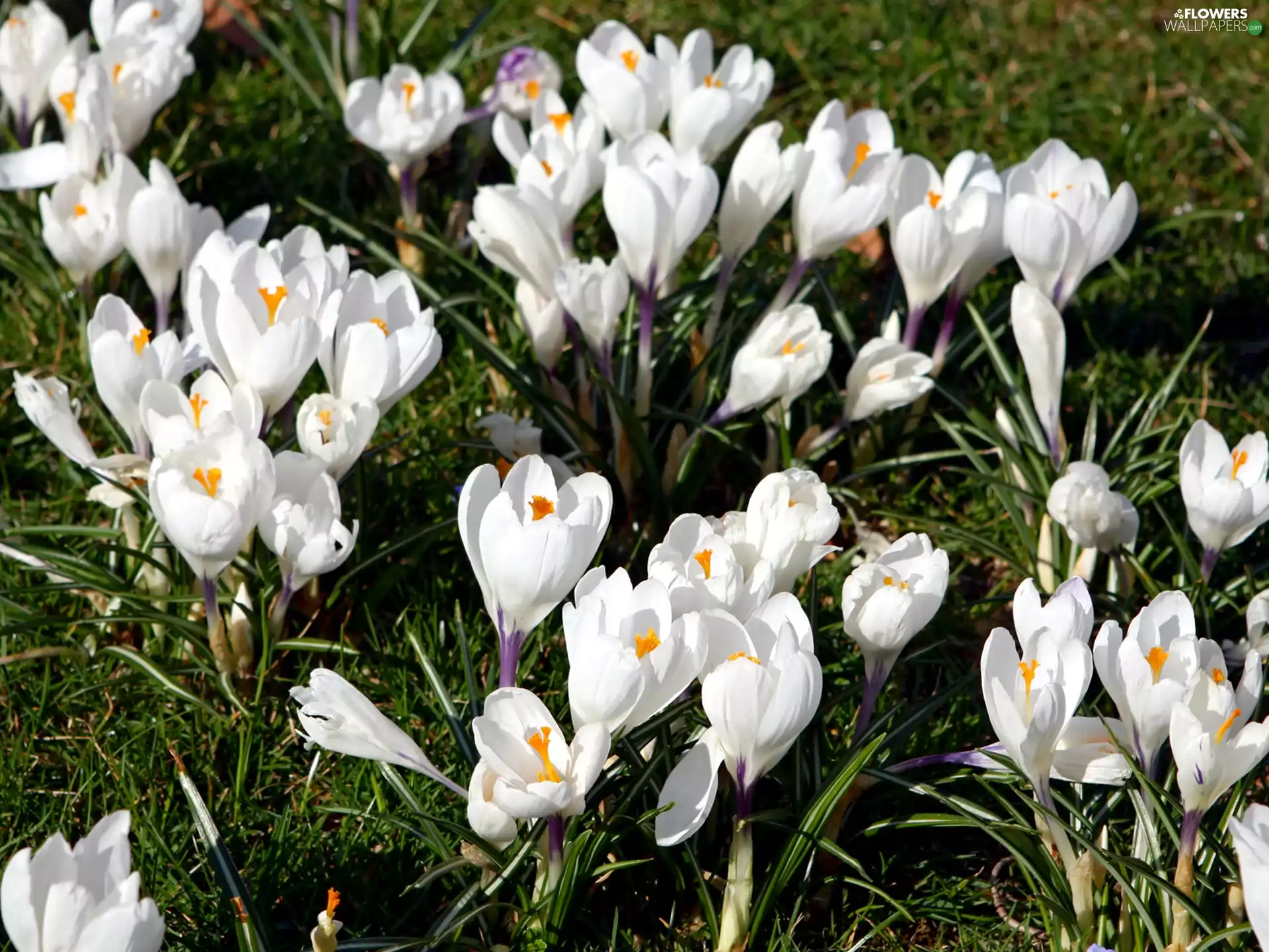 White, crocuses