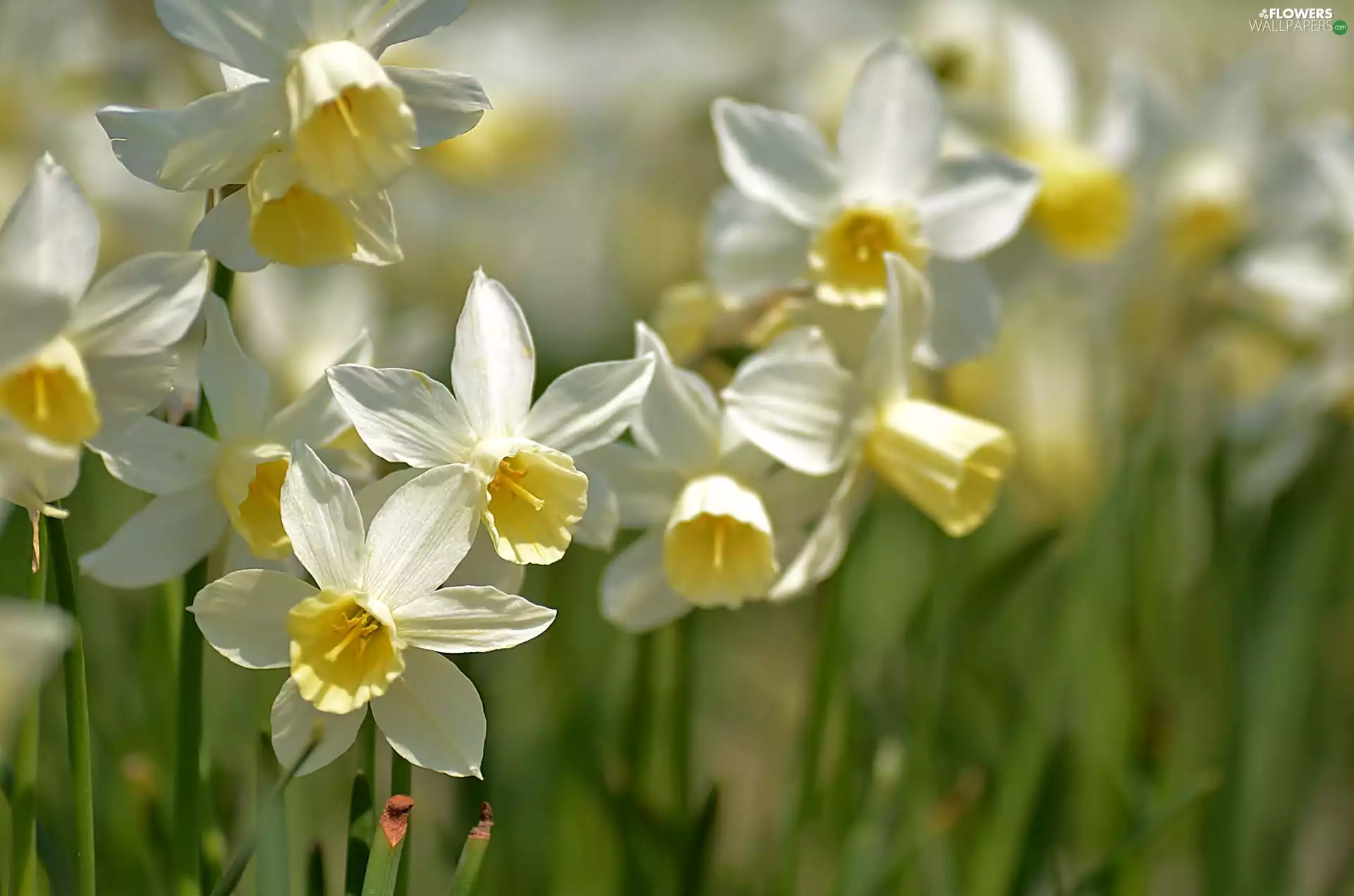 White, Daffodils
