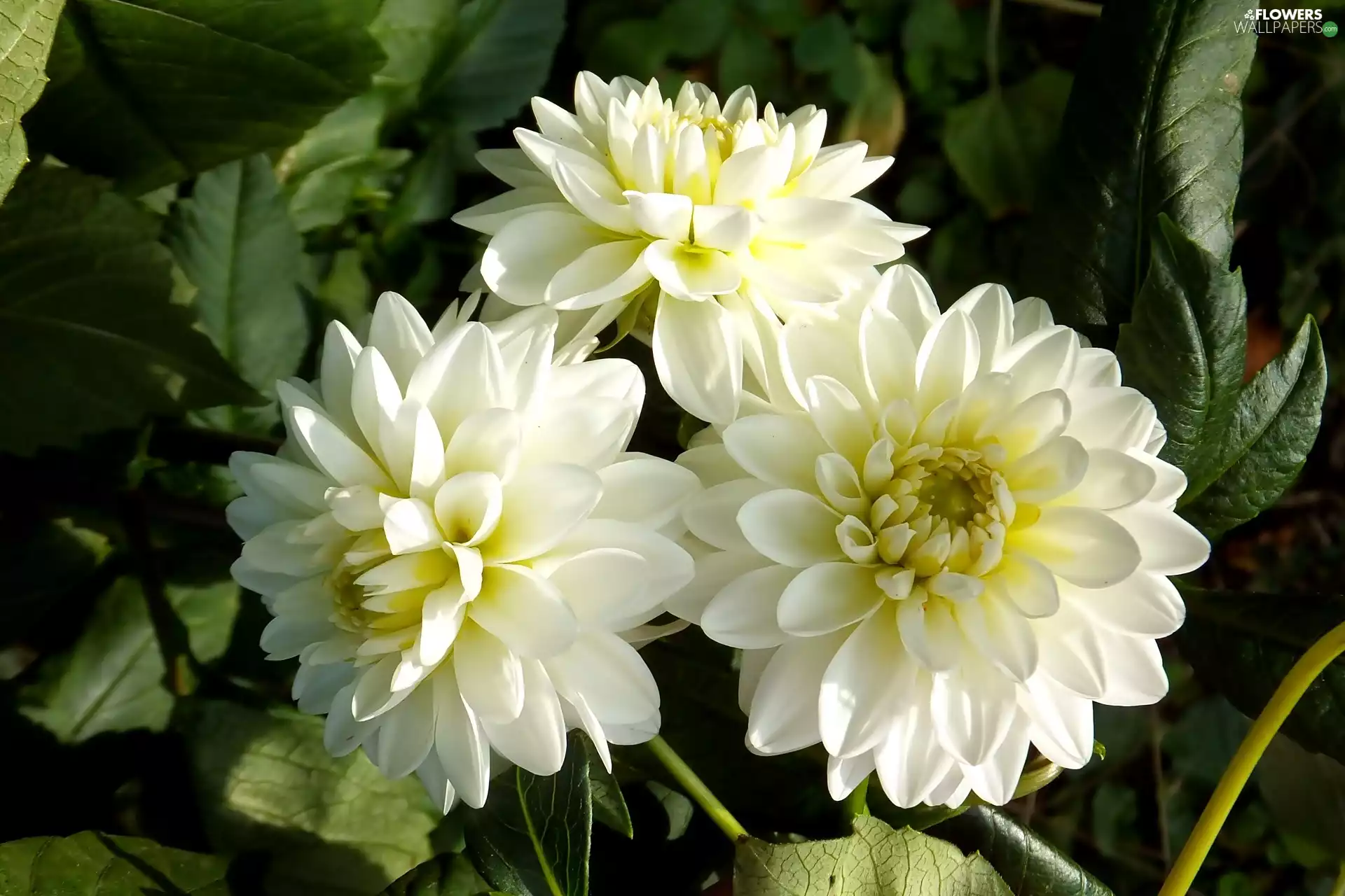 White, dahlias