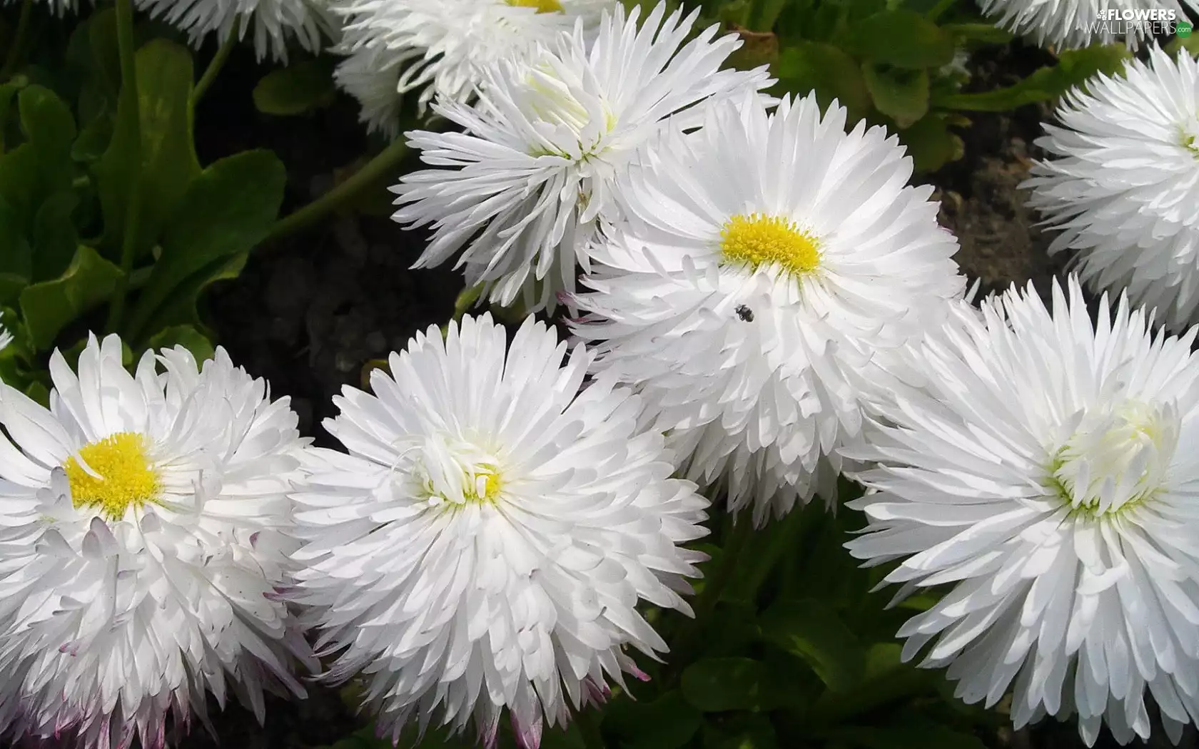 White, daisies