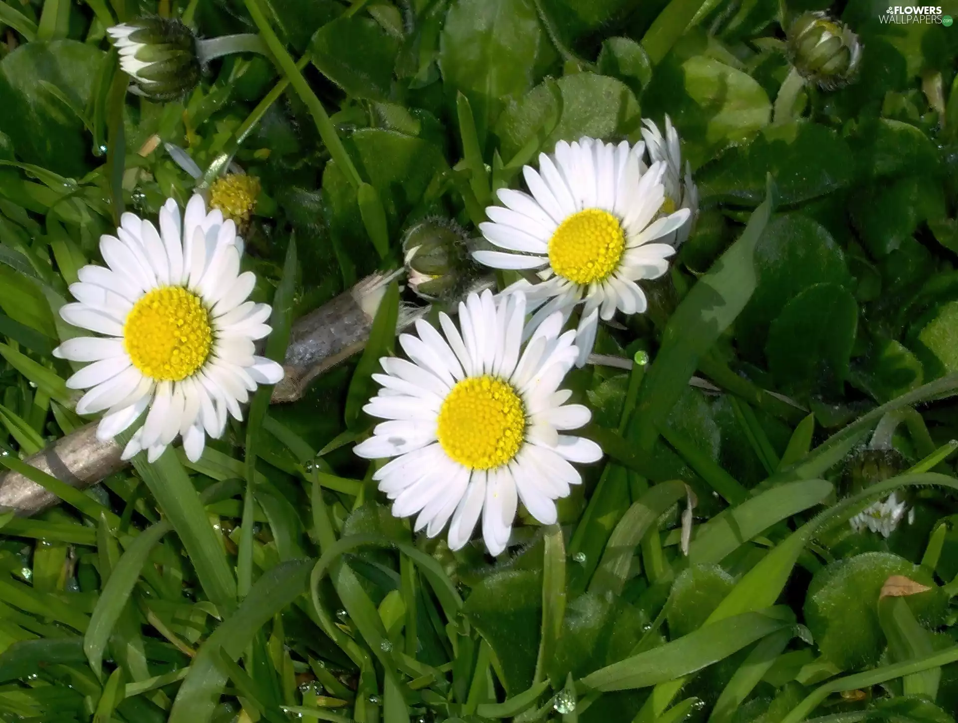 White, daisies
