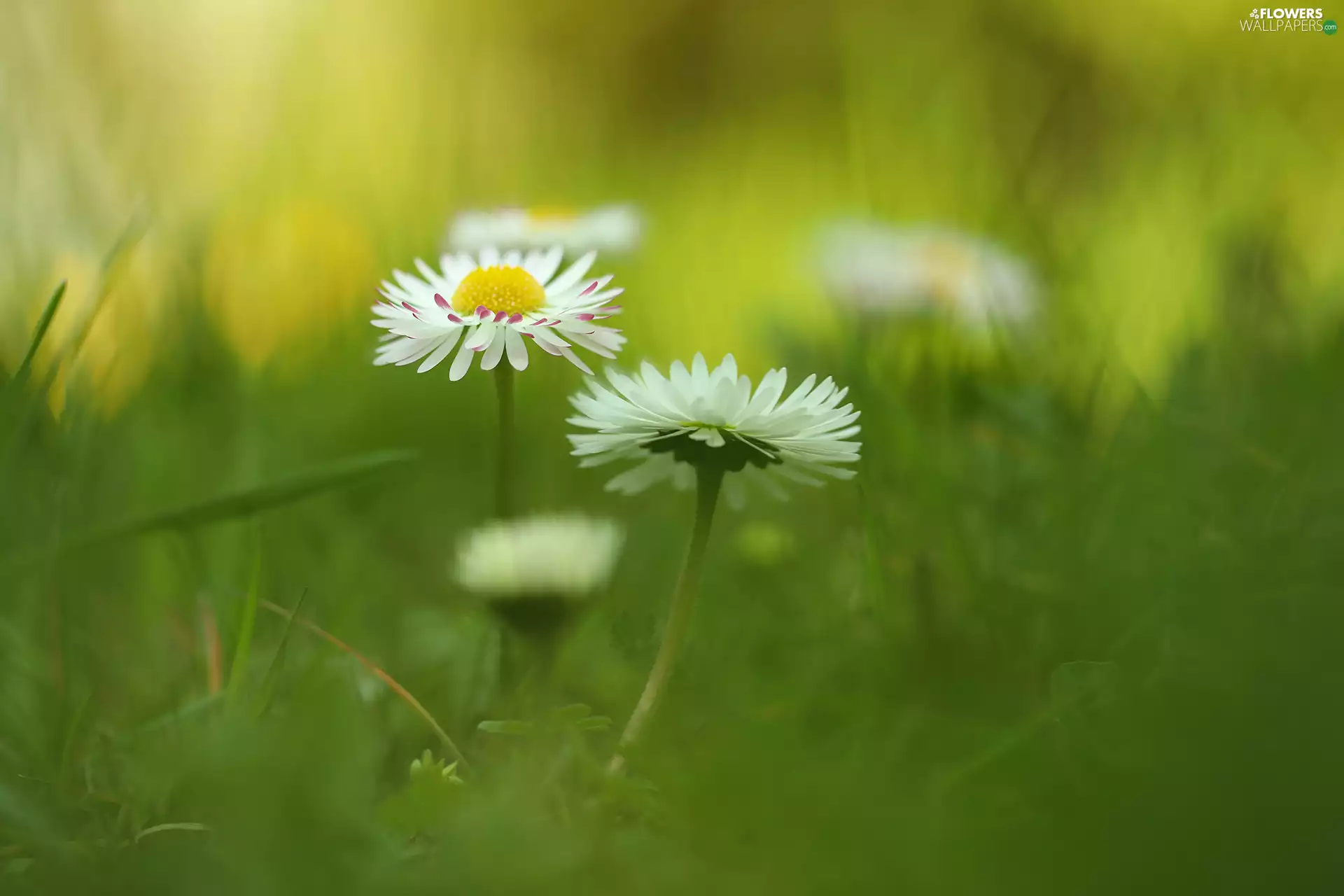 grass, blurry background, White, Flowers, daisies