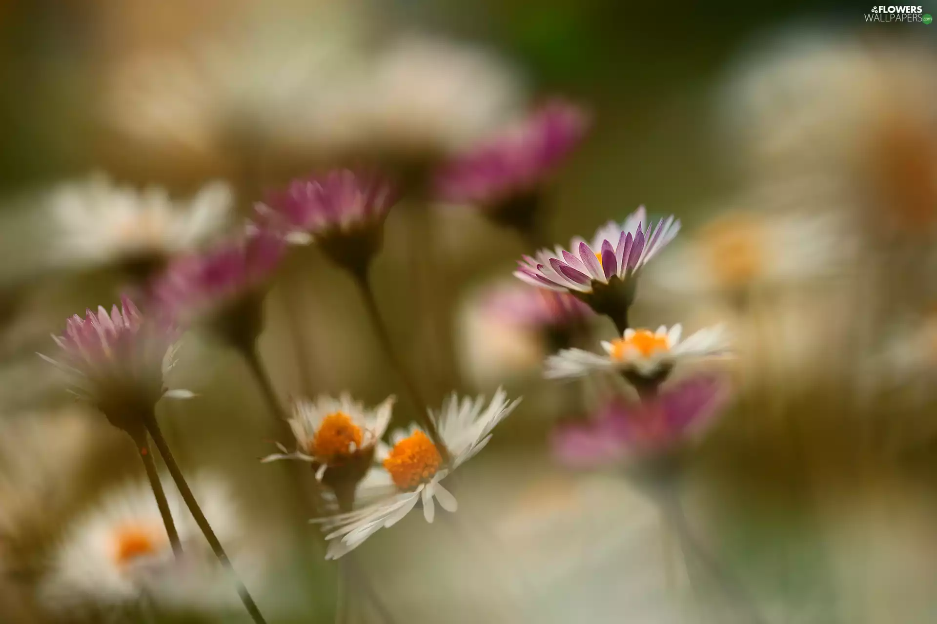 daisies, Pink, Flowers, White