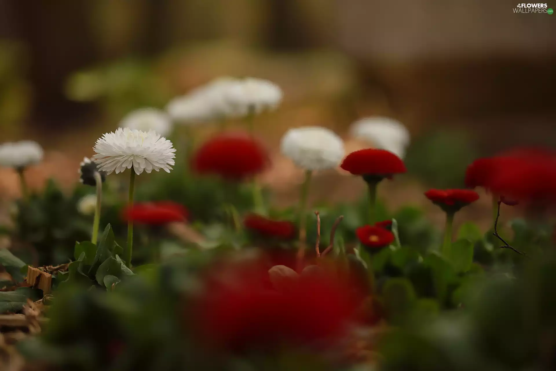 daisies, Red, Flowers, White