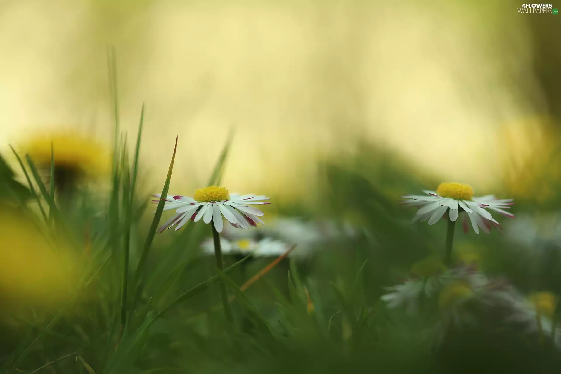 daisies, Flowers, grass, White