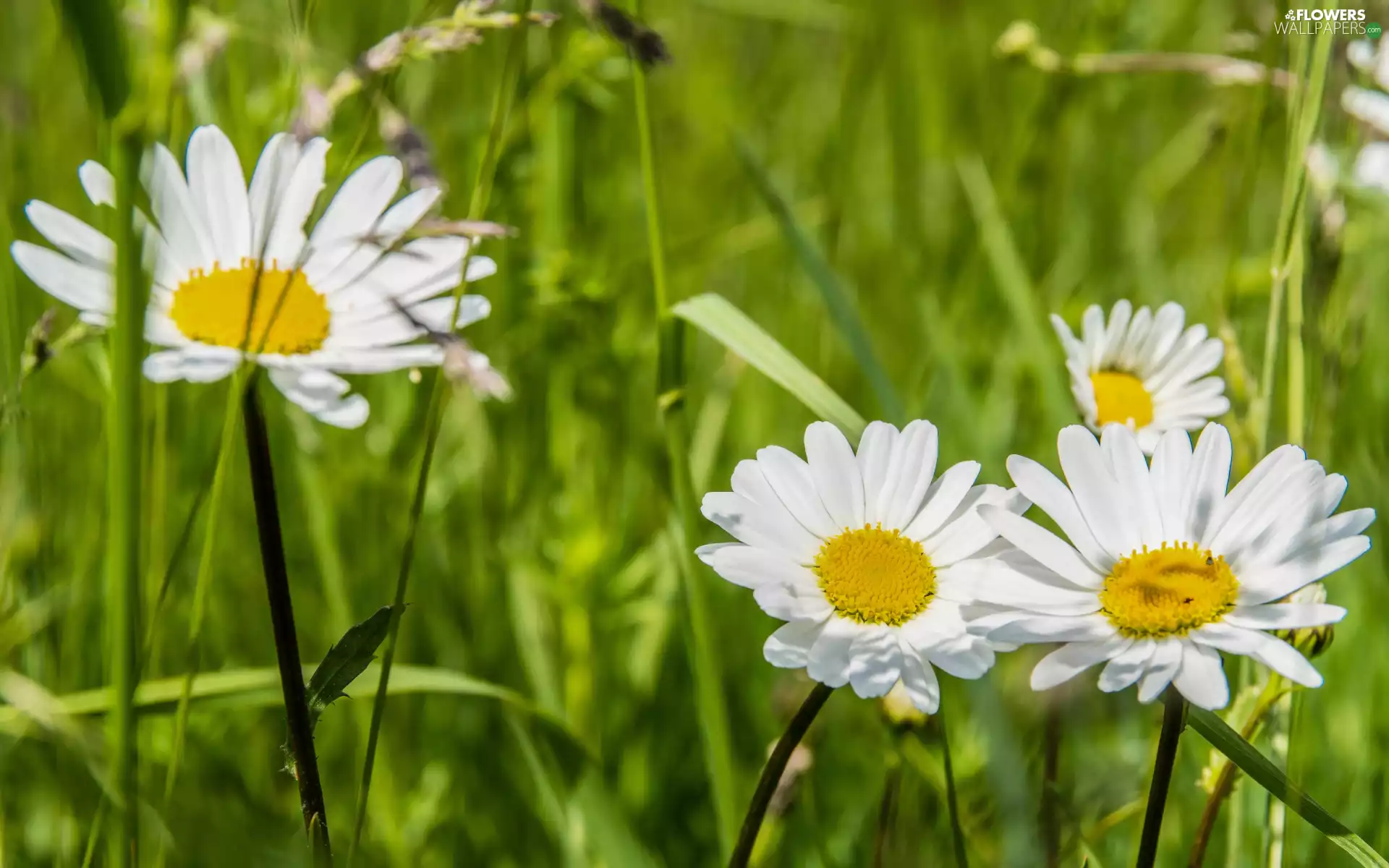 daisies, Flowers, rapprochement, White