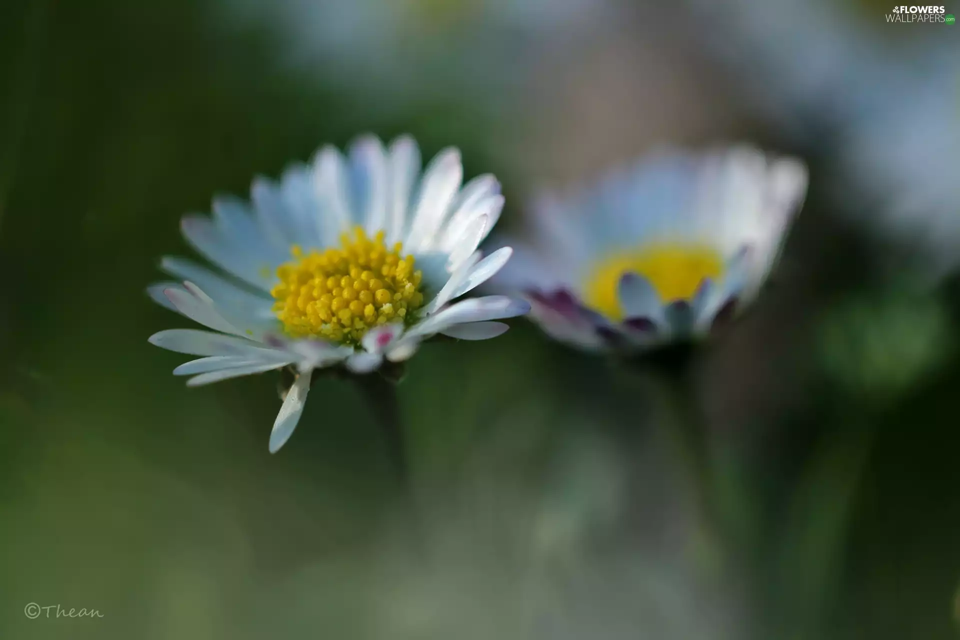 daisies, Flowers, Spring, White