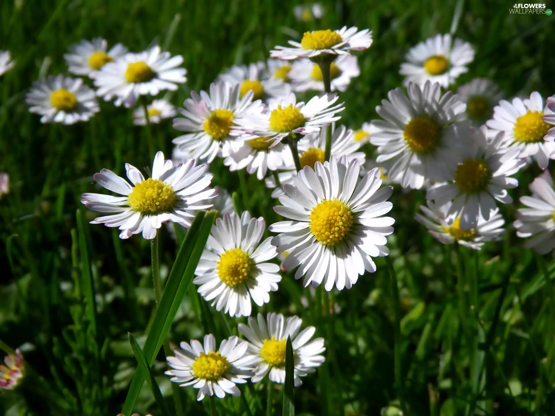 White, daisies