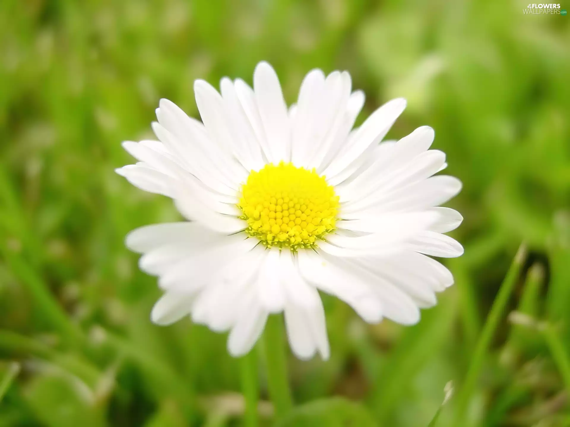 White, daisy