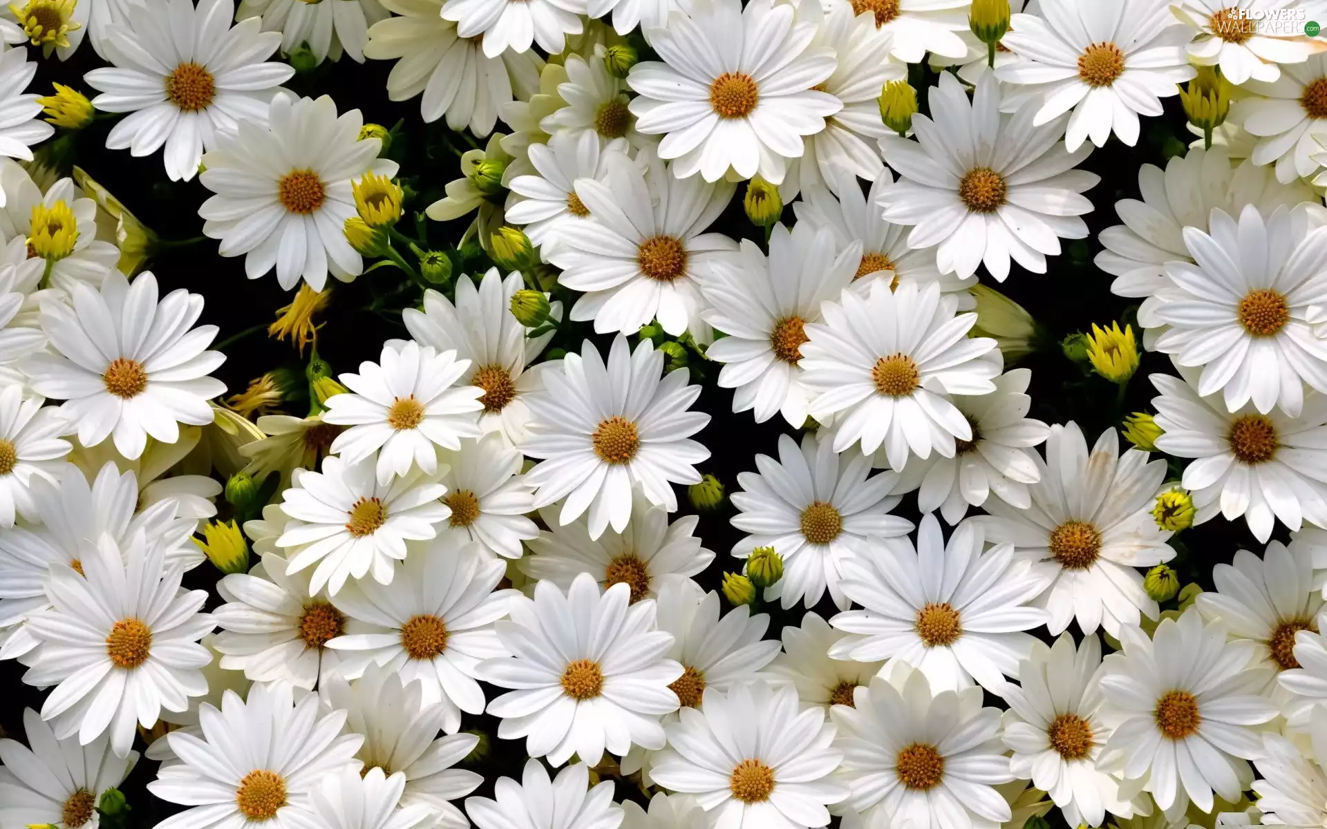 White, daisy