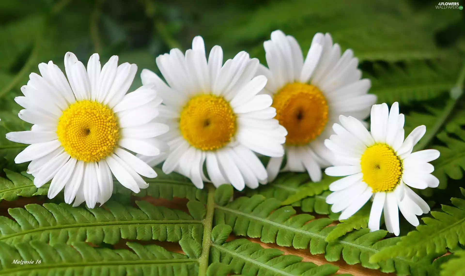 daisy, Flowers, Fern, White
