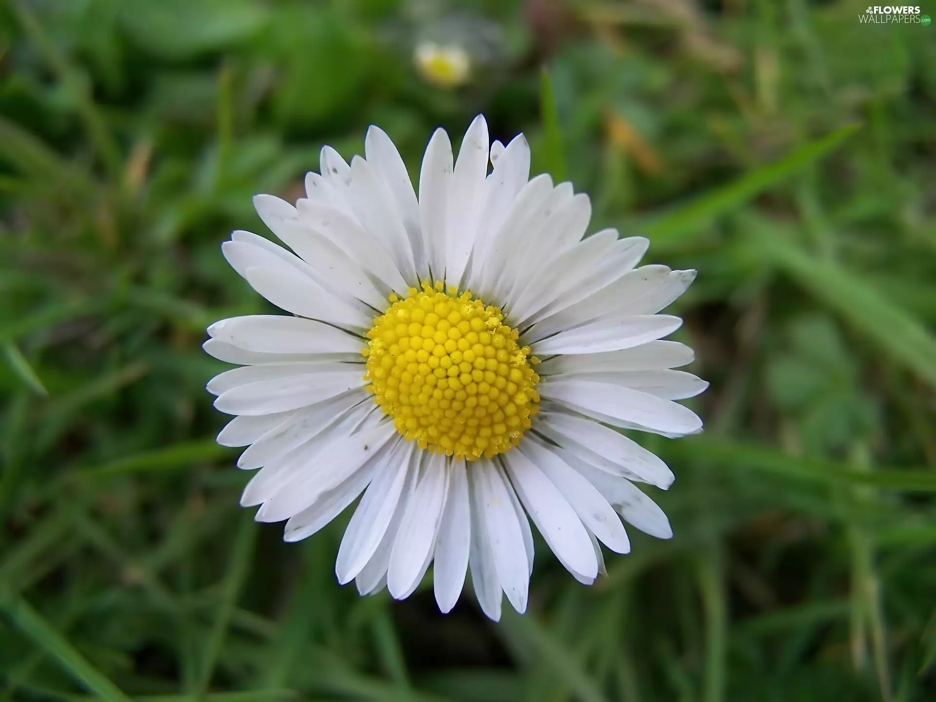 daisy, Yellow Honda, White